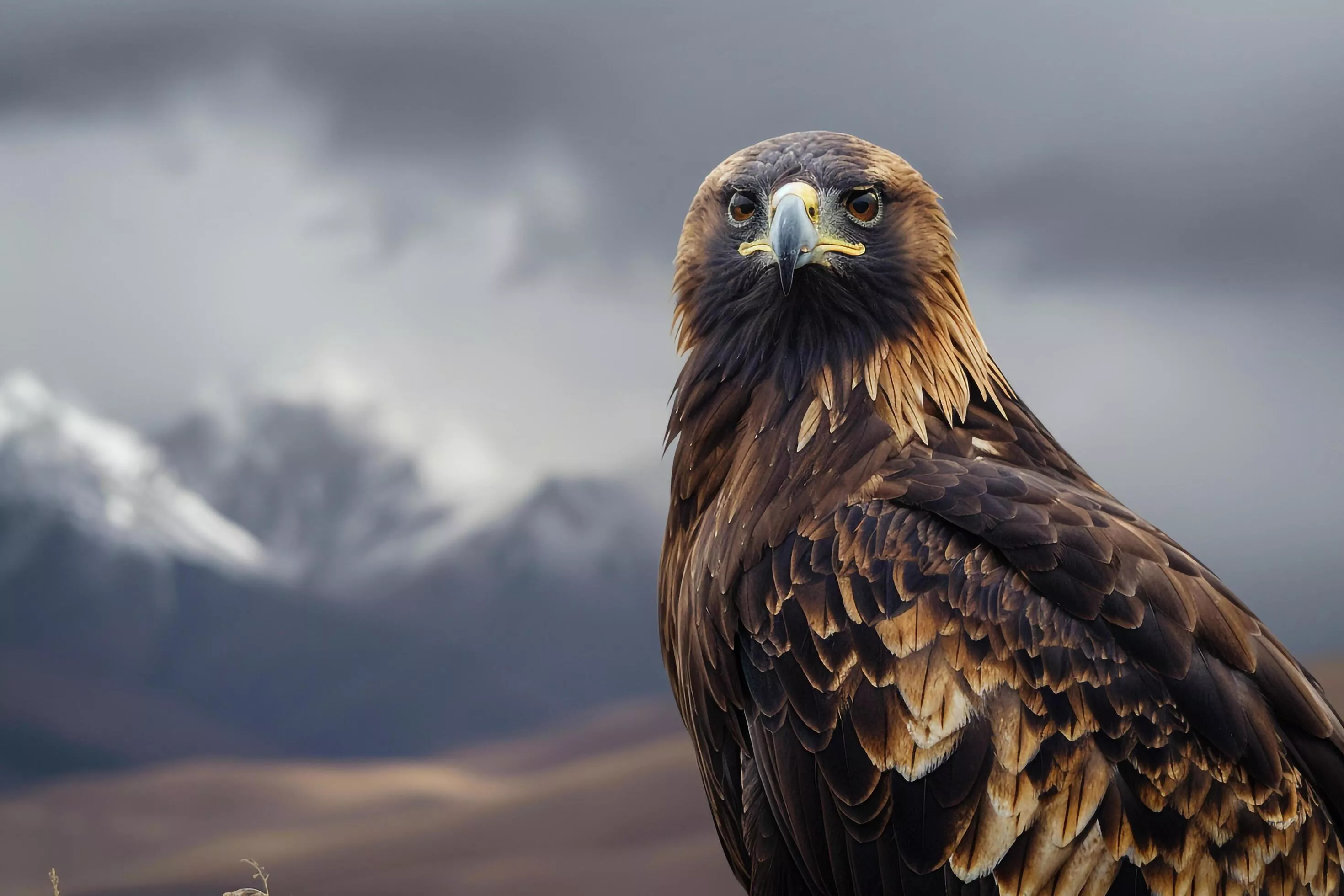 golden eagle, tibetan golden eagle