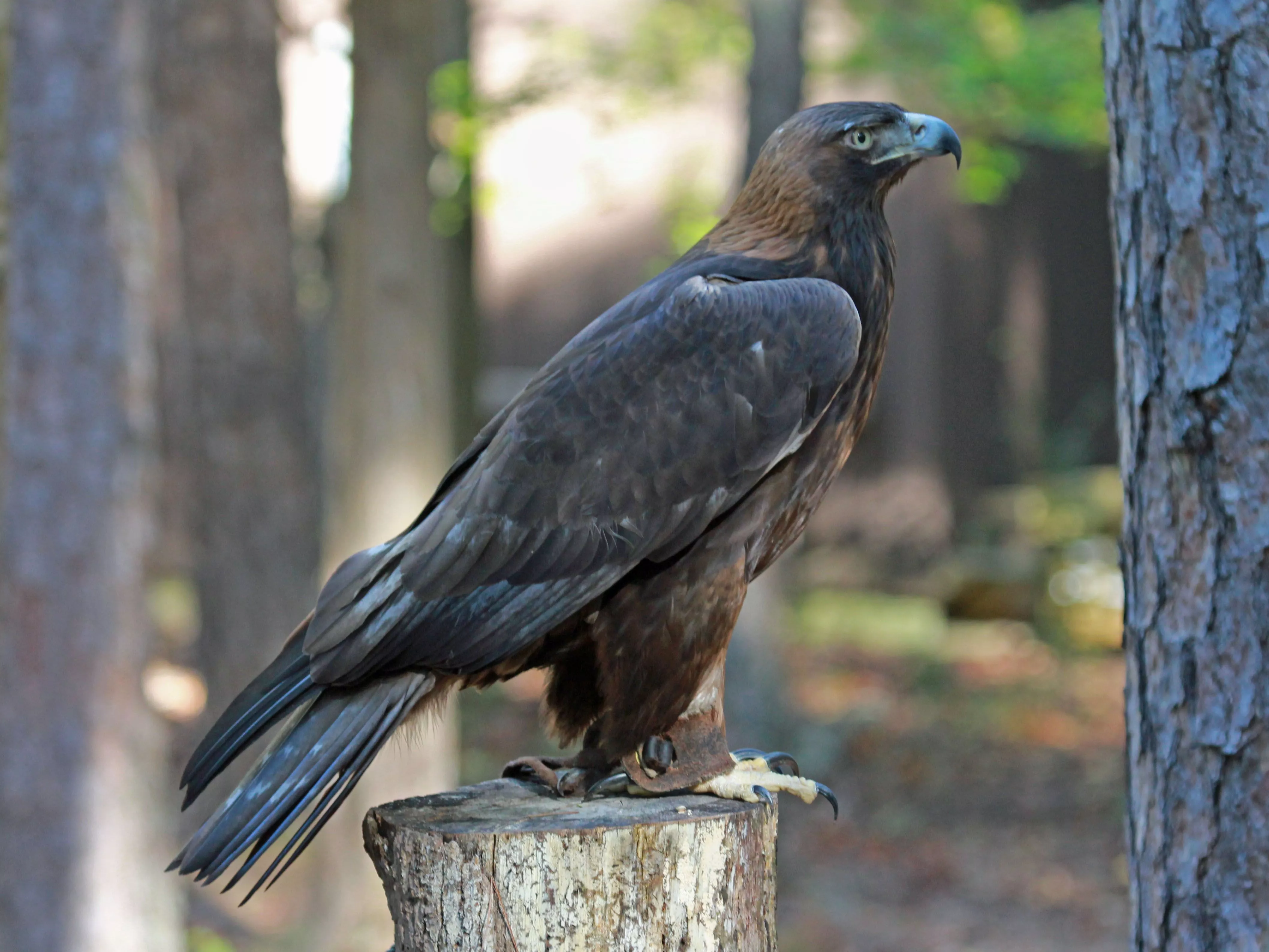 Majestic Golden Eagle Ultra HD