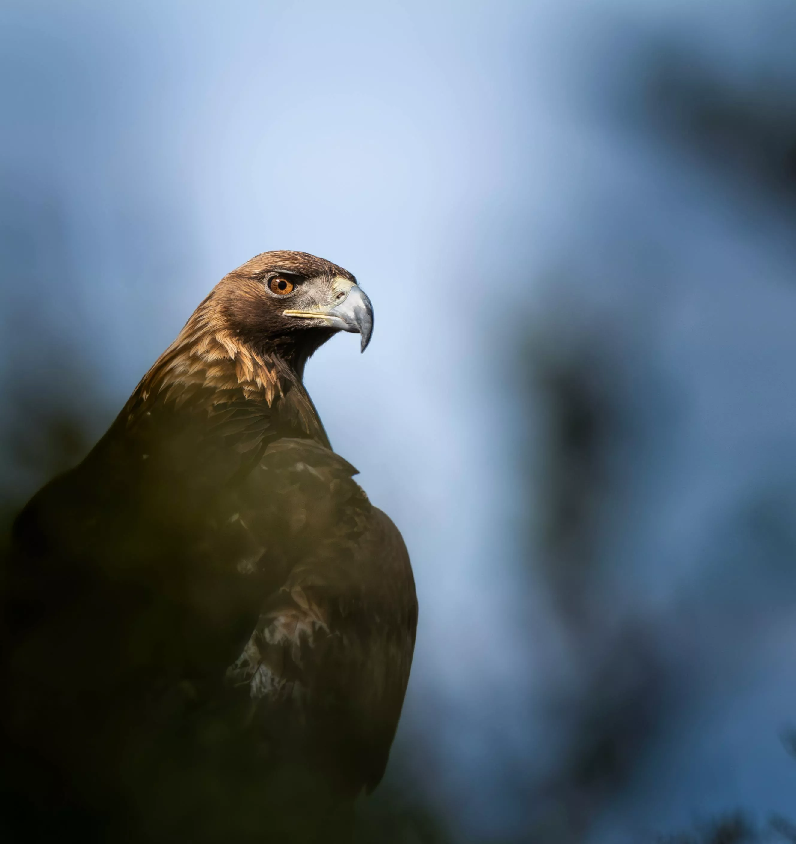 Majestic Golden Eagle Portrait