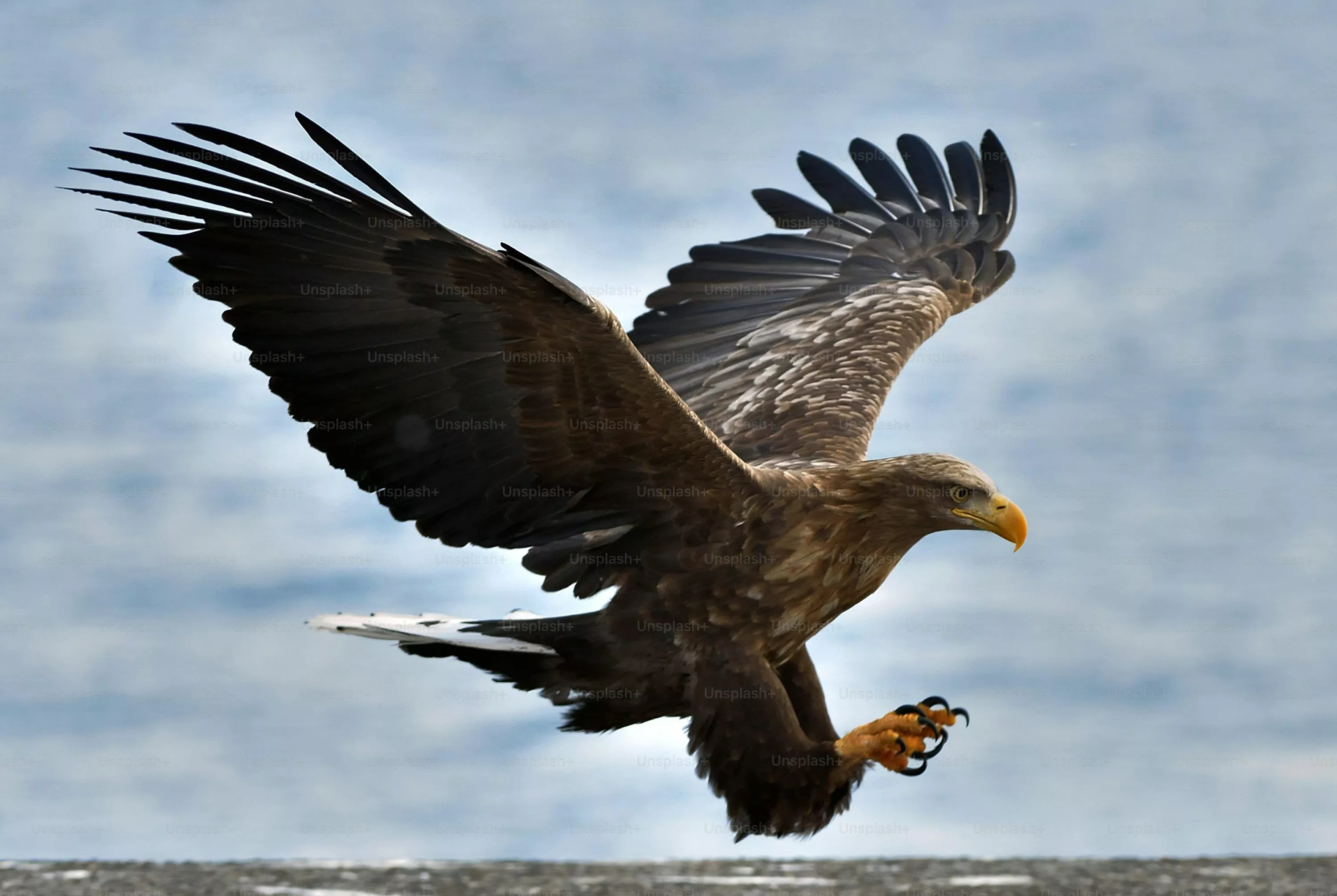 Golden Eagle Picture HD