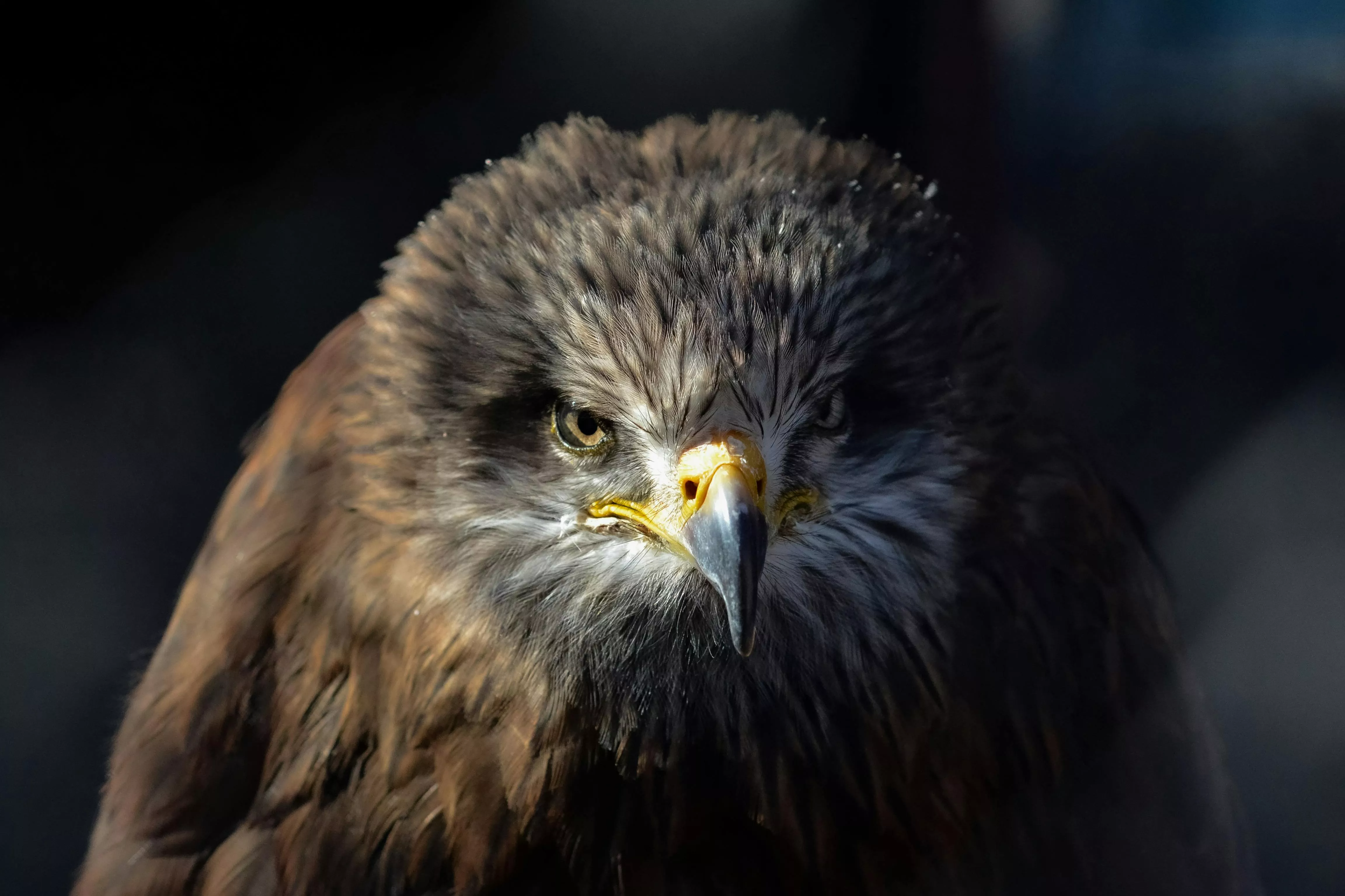 A Golden Eagle · Free