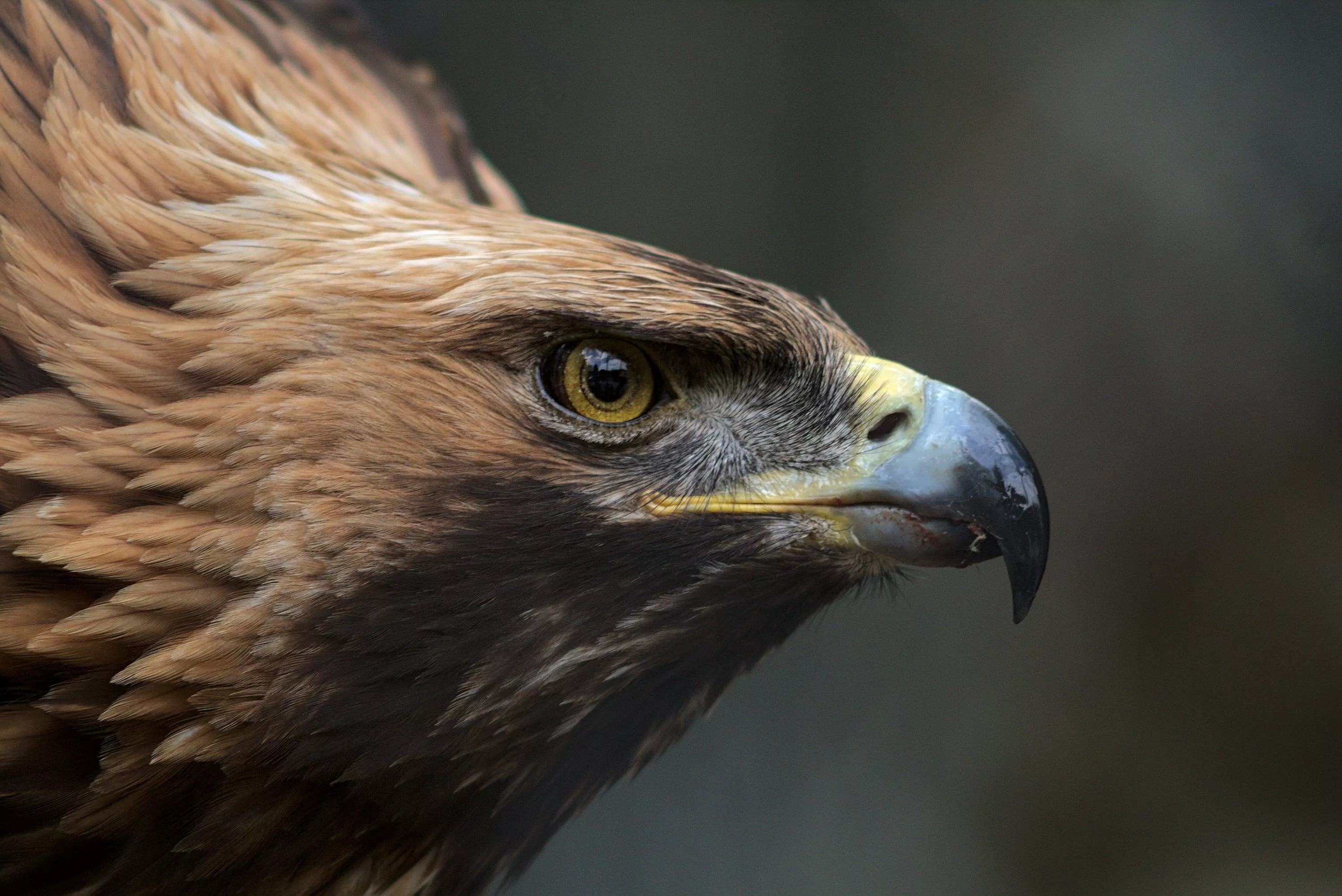 Golden Eagle Picture HD
