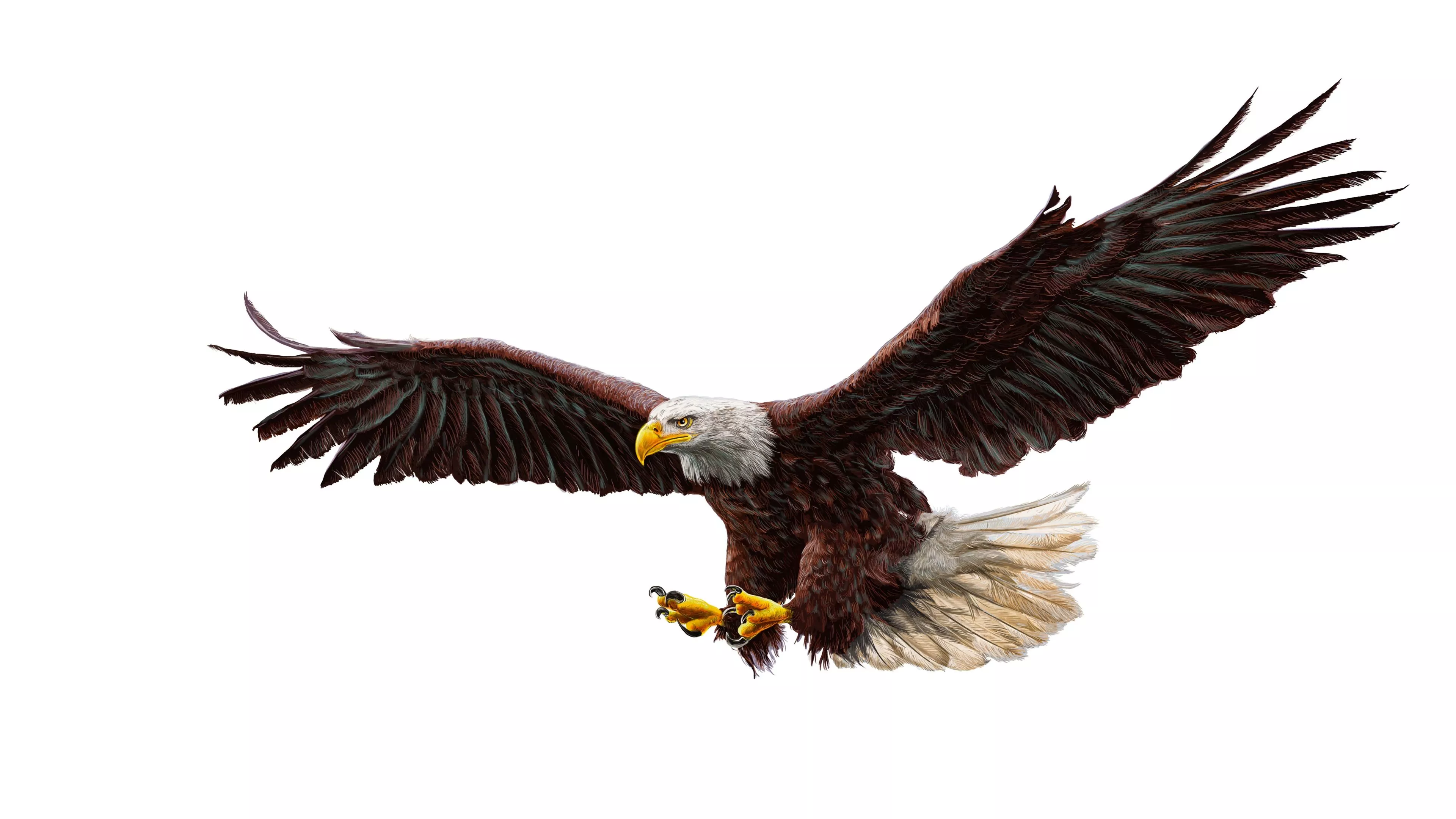 Download wallpaper 3840x2160 bald eagle