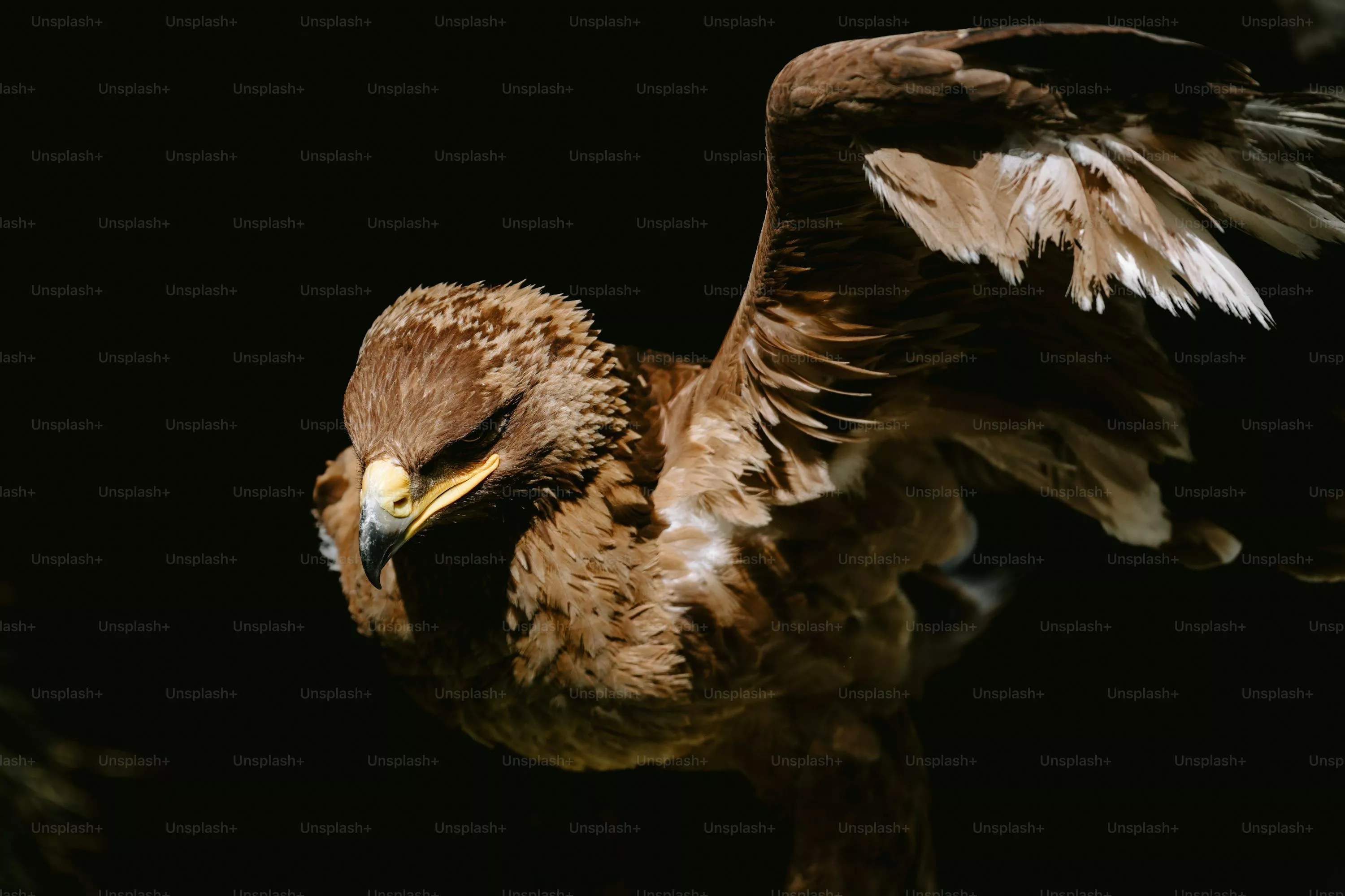 Golden Eagle Picture HD