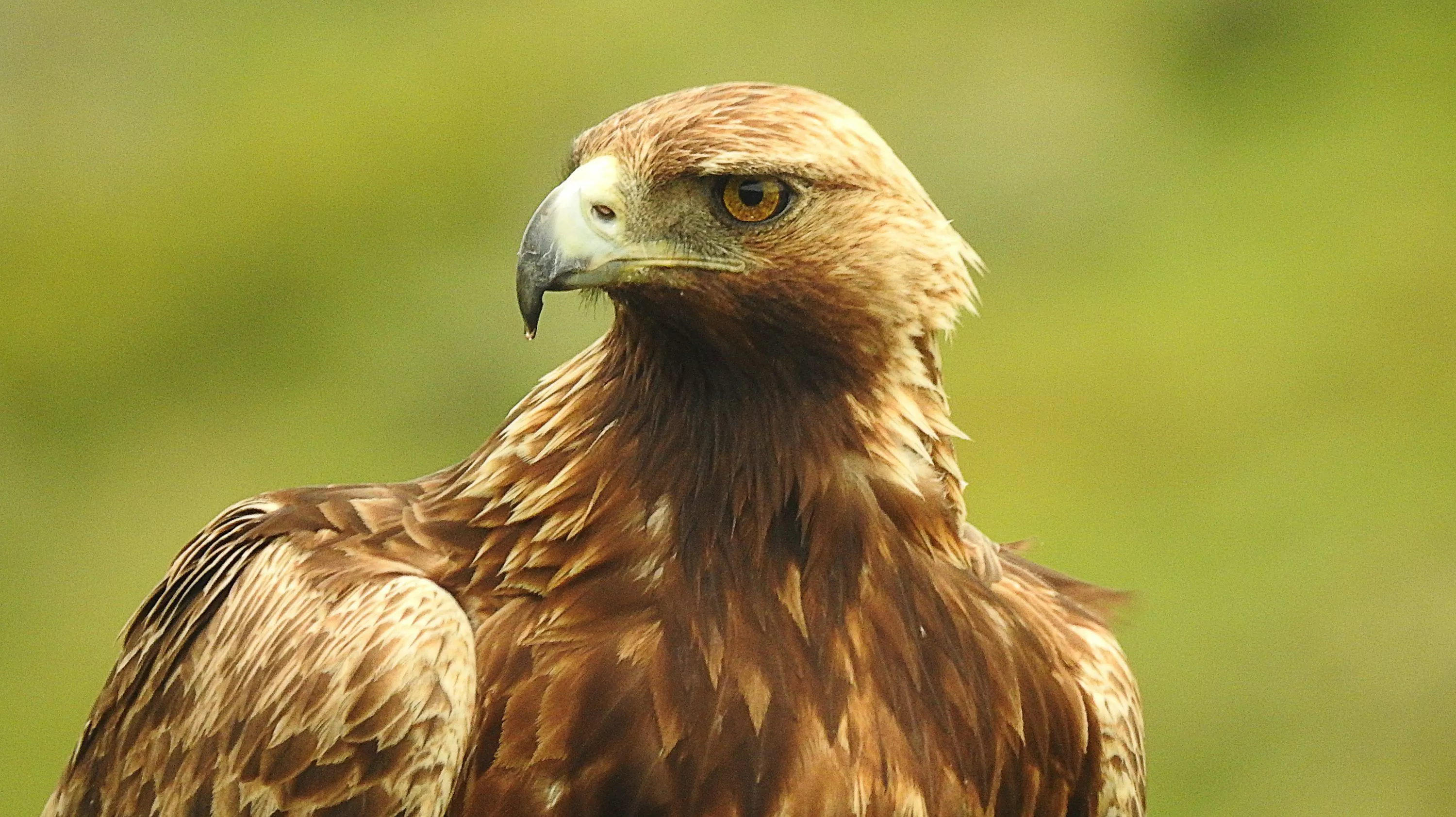 Golden Eagle Picture HD