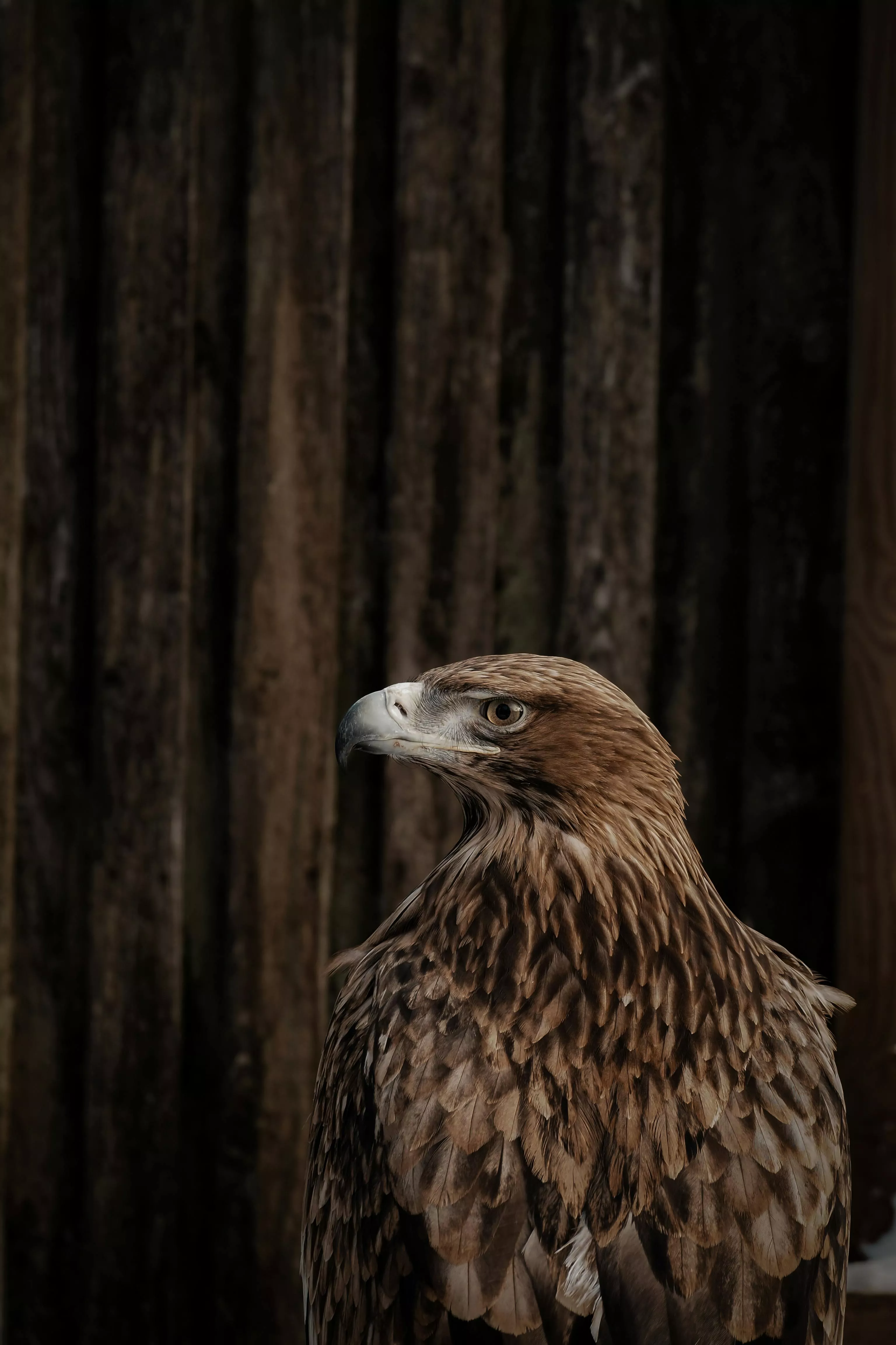 Bald Eagle by a Tree Trunk · Free Stock