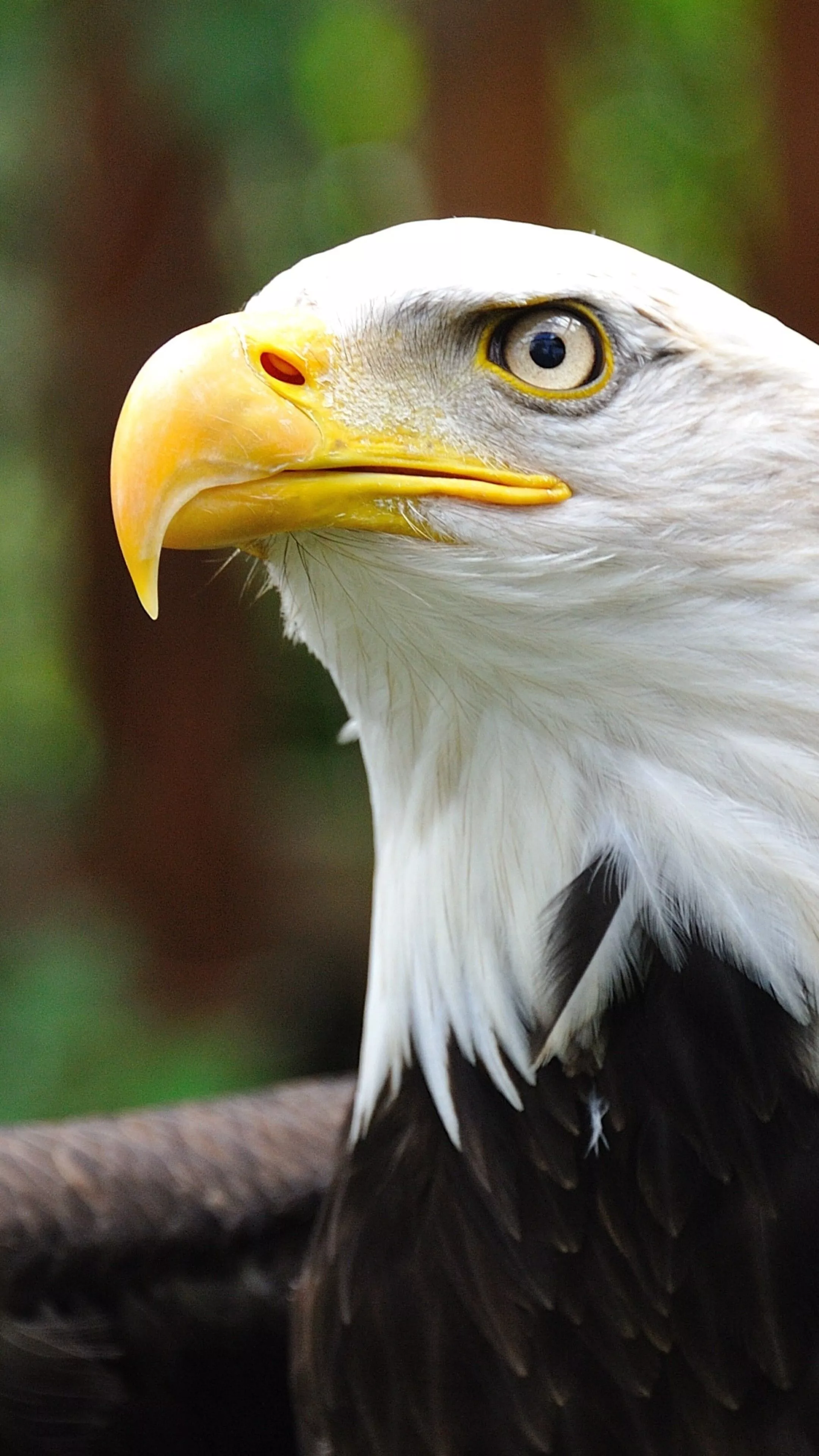 Eagle Wallpaper