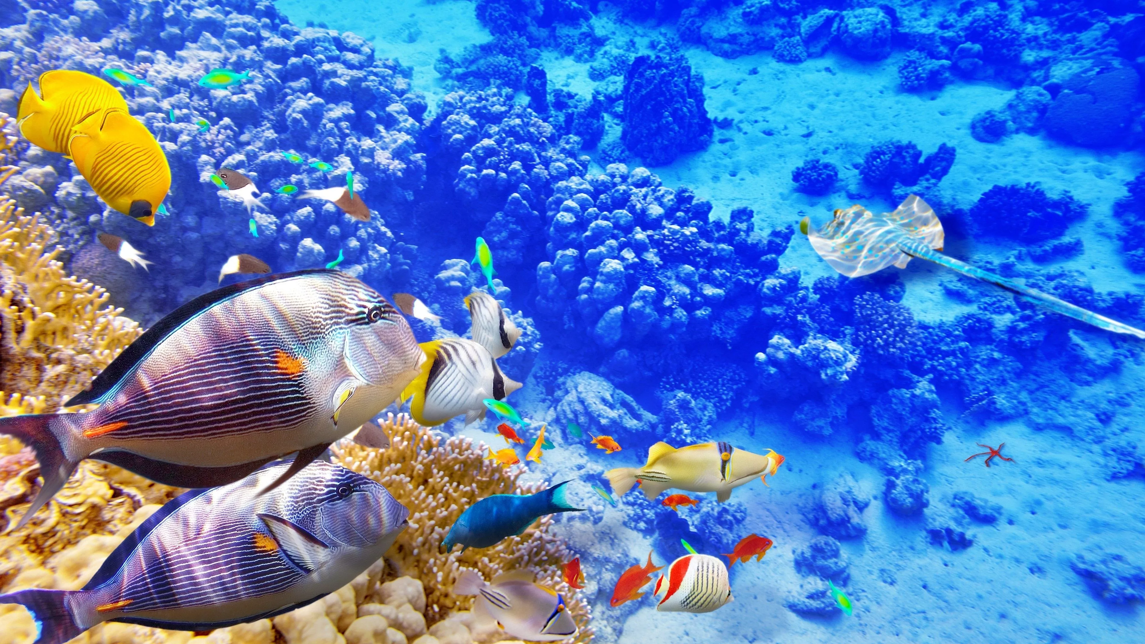 Tropical fish Wallpaper