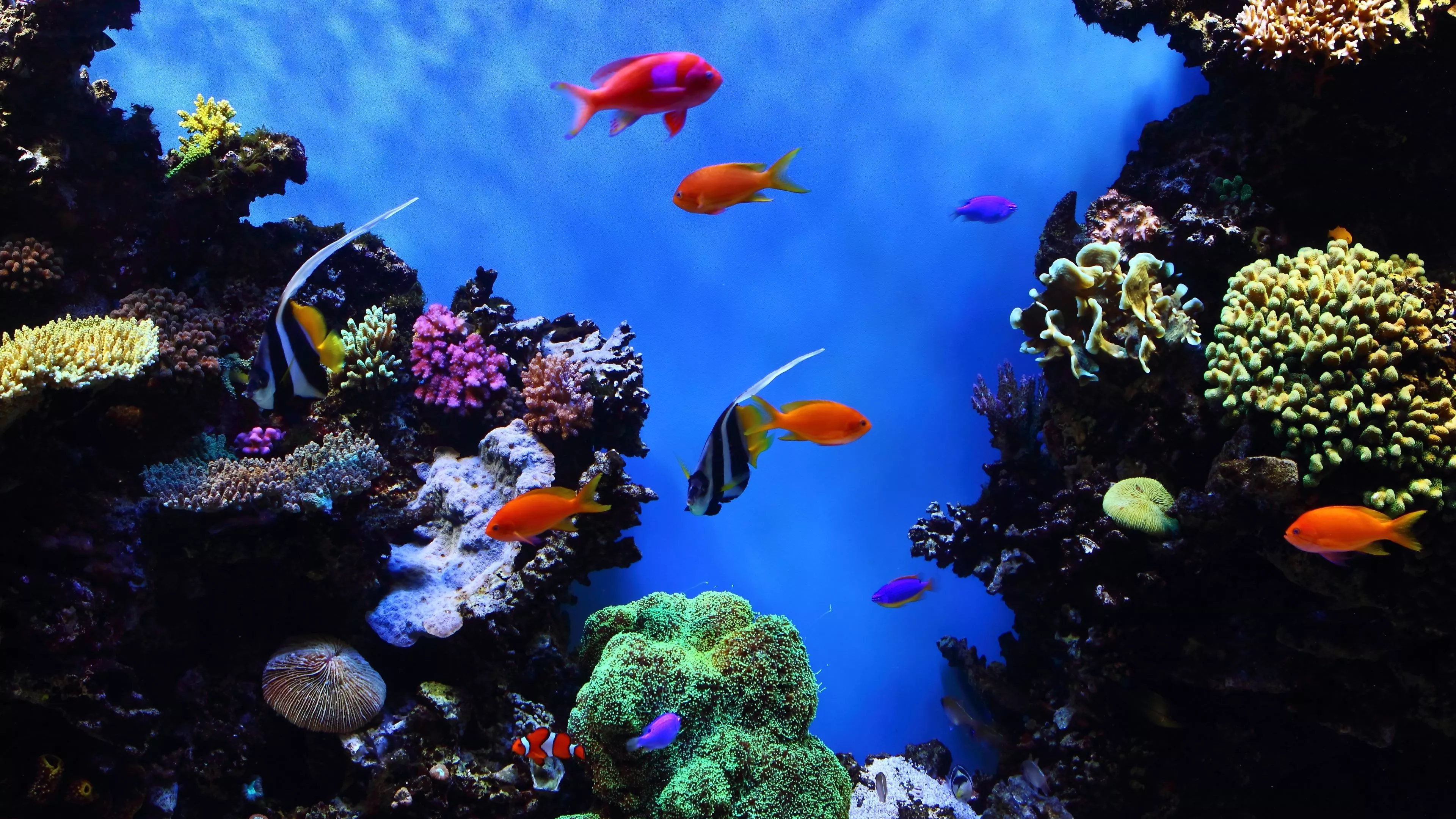 Tropical fish Wallpaper
