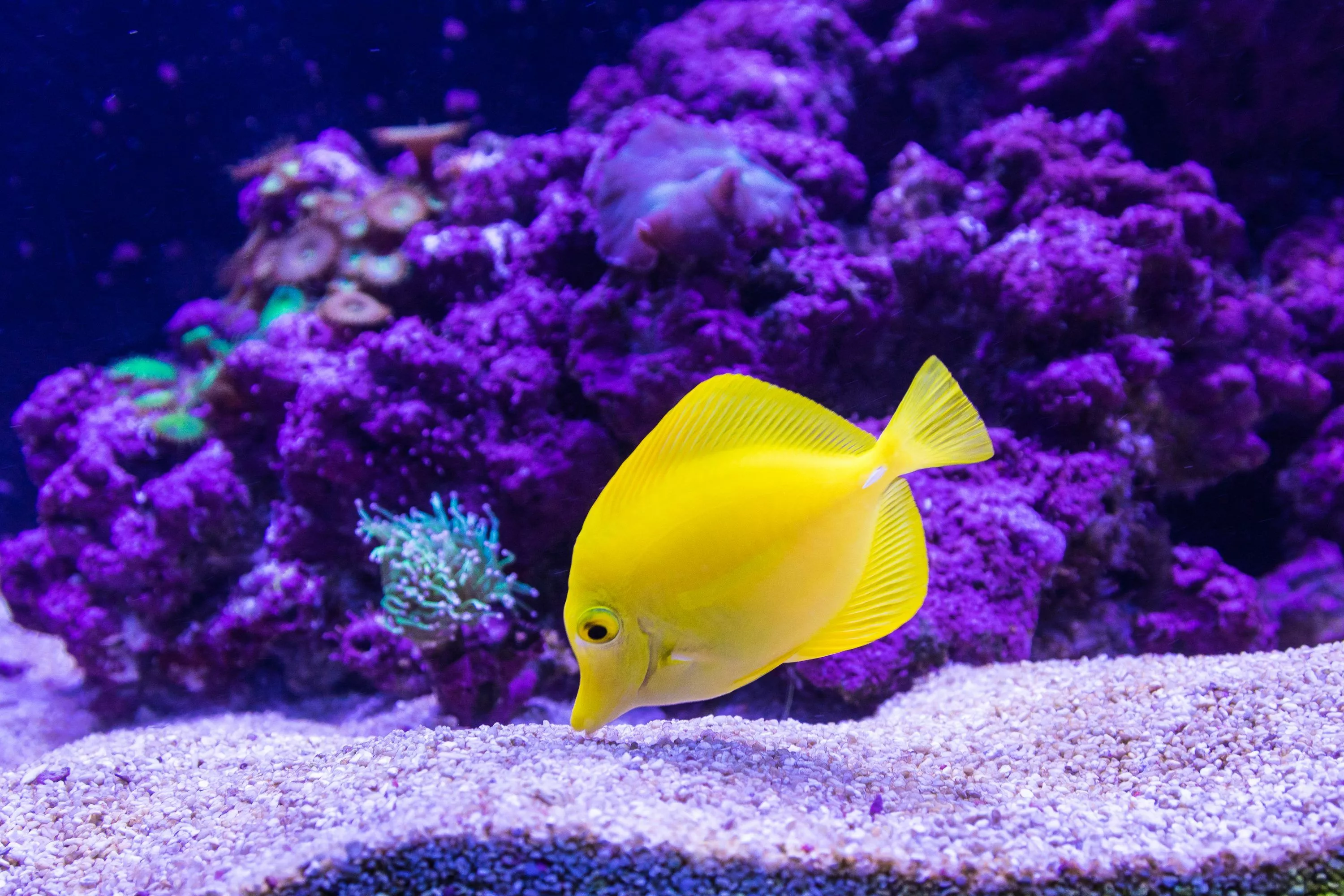 Best Coral Reef Fish Picture HD
