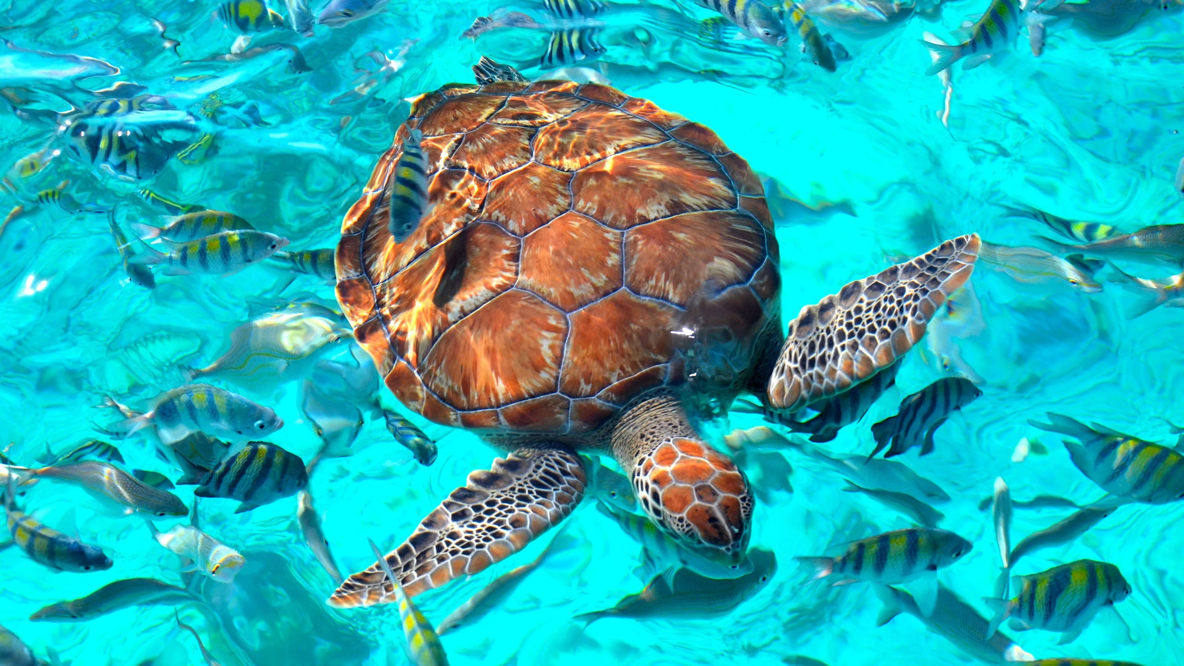 Turtle Shoal Of Fish Floating On Ocean