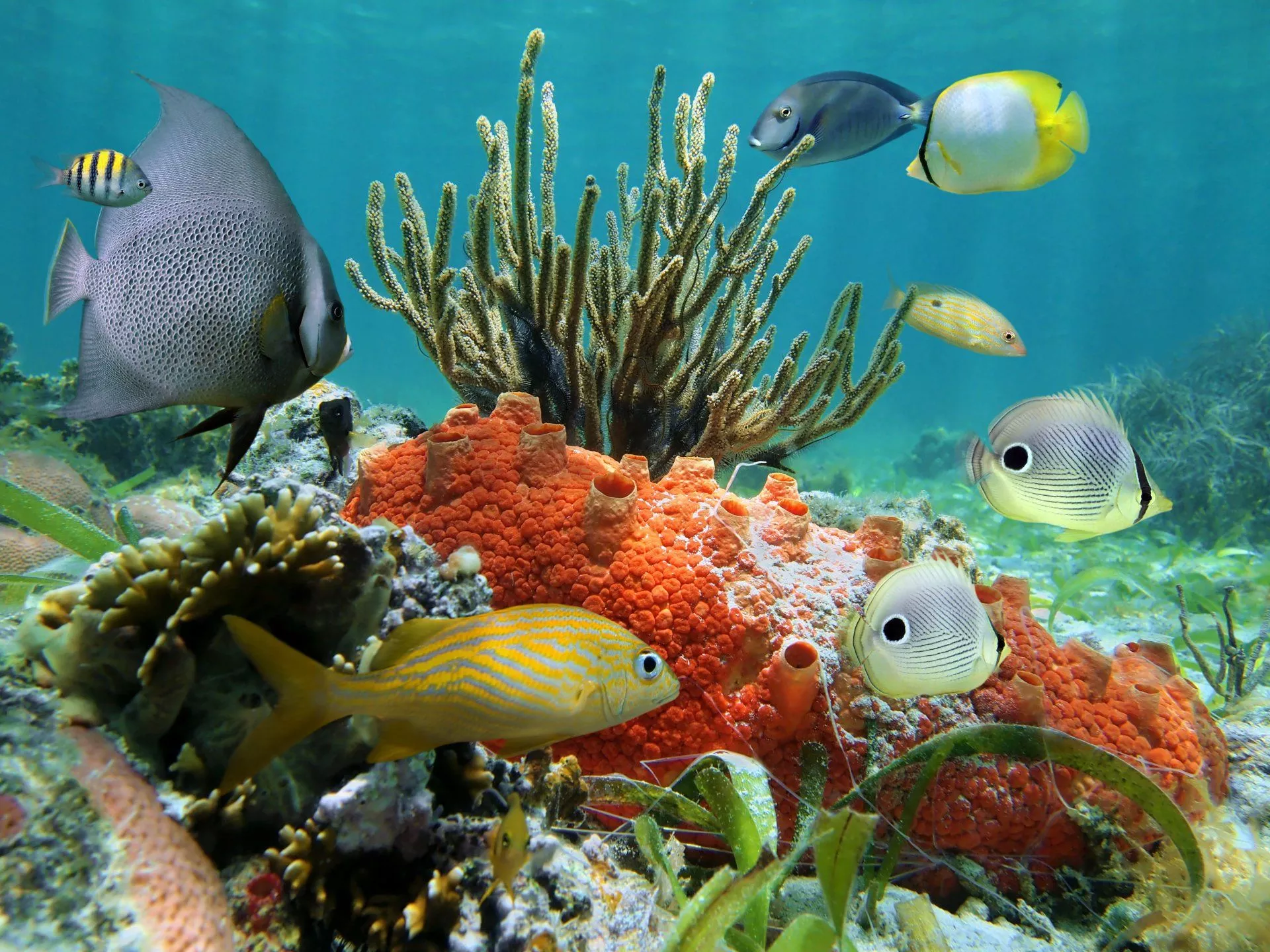 Download Underwater Ocean Tropical
