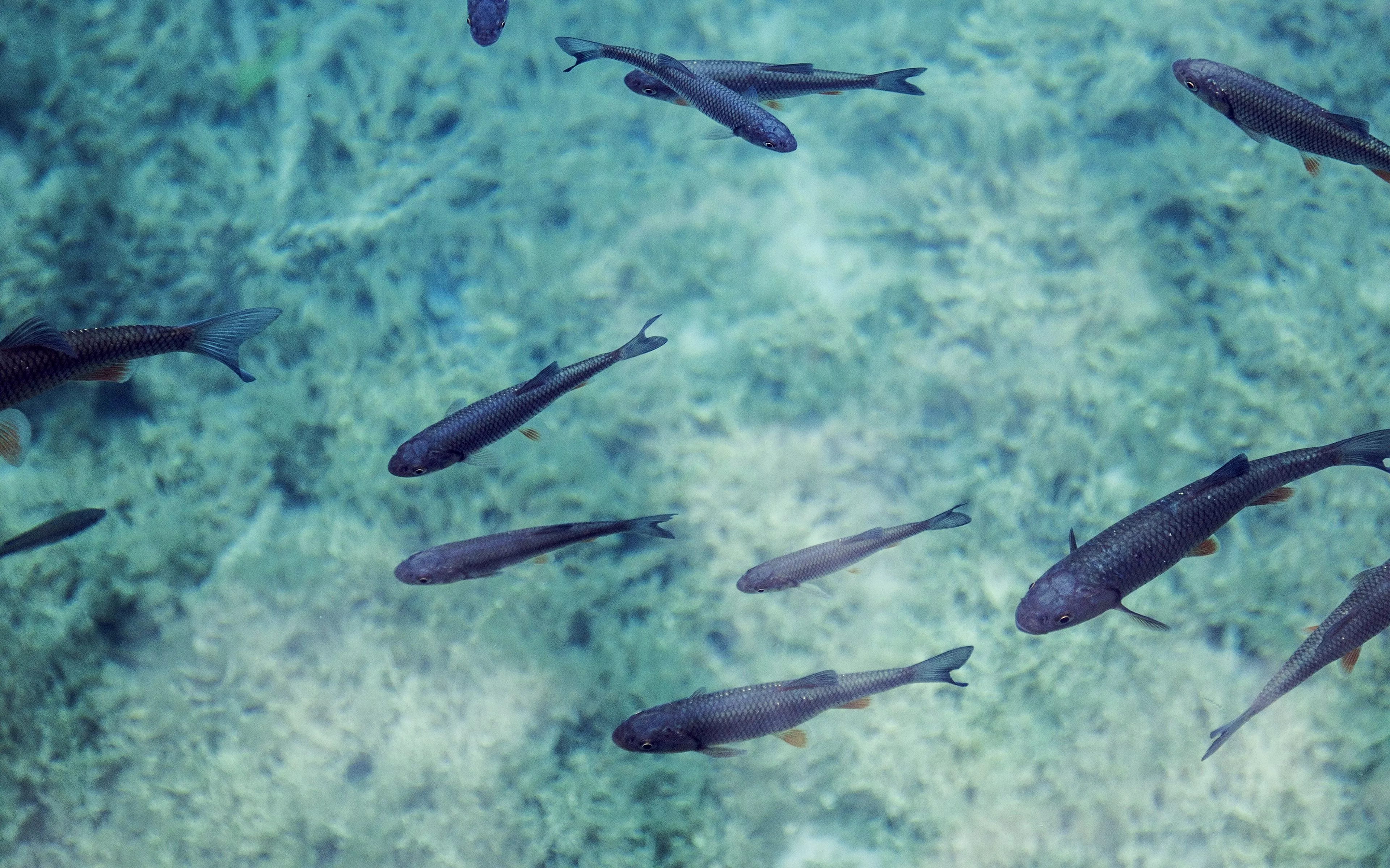 Fish Sea Water Nature Ocean