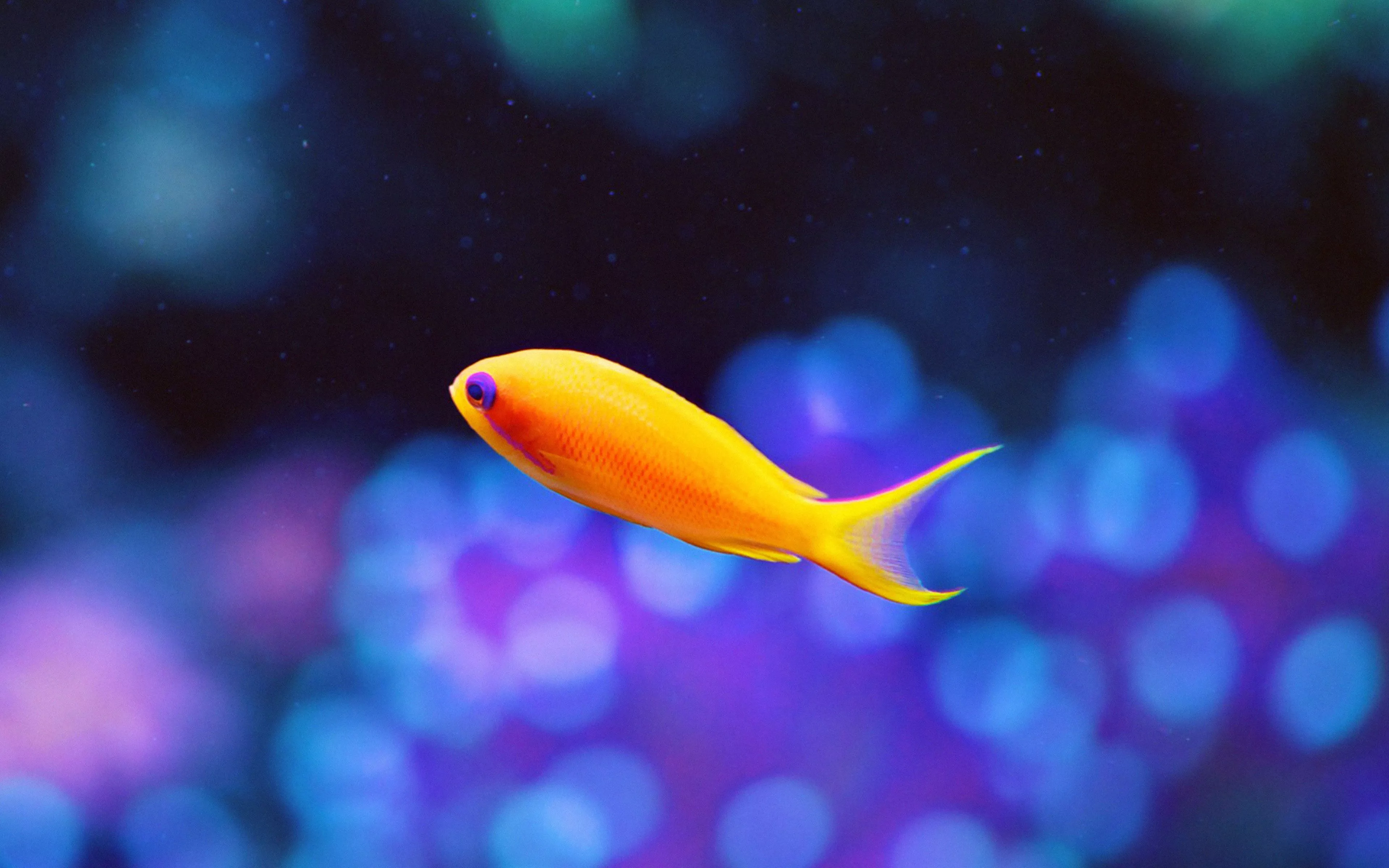 Cute Fish Nemo Ocean Sea Animal Nature