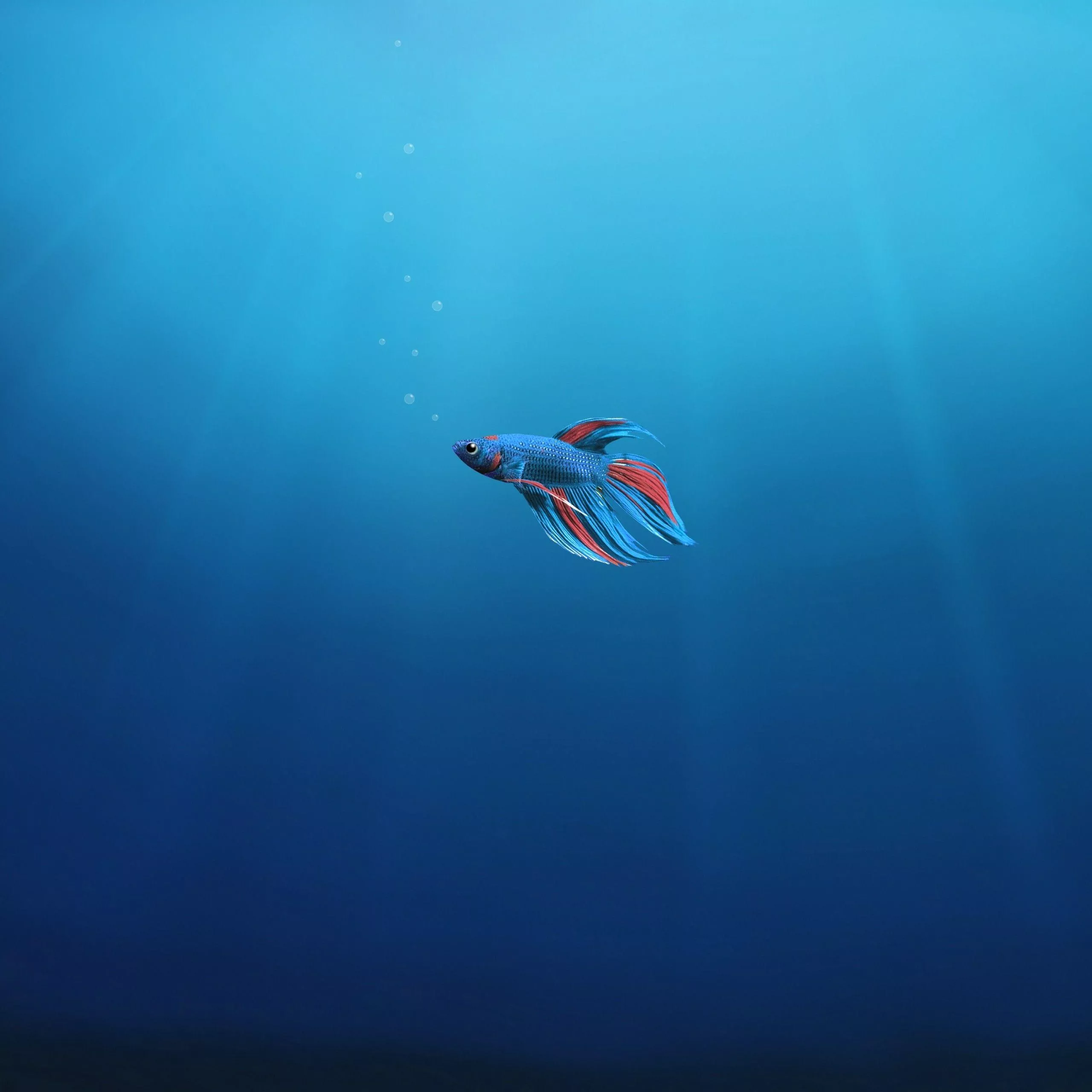 Blue Fish Wallpaper FREE