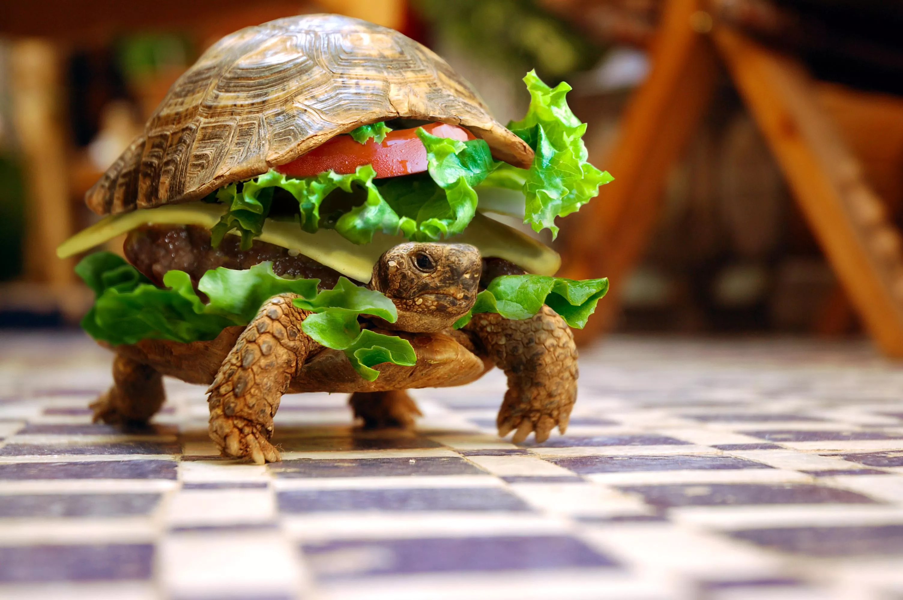 Funny turtle sandwich phone wallpaper