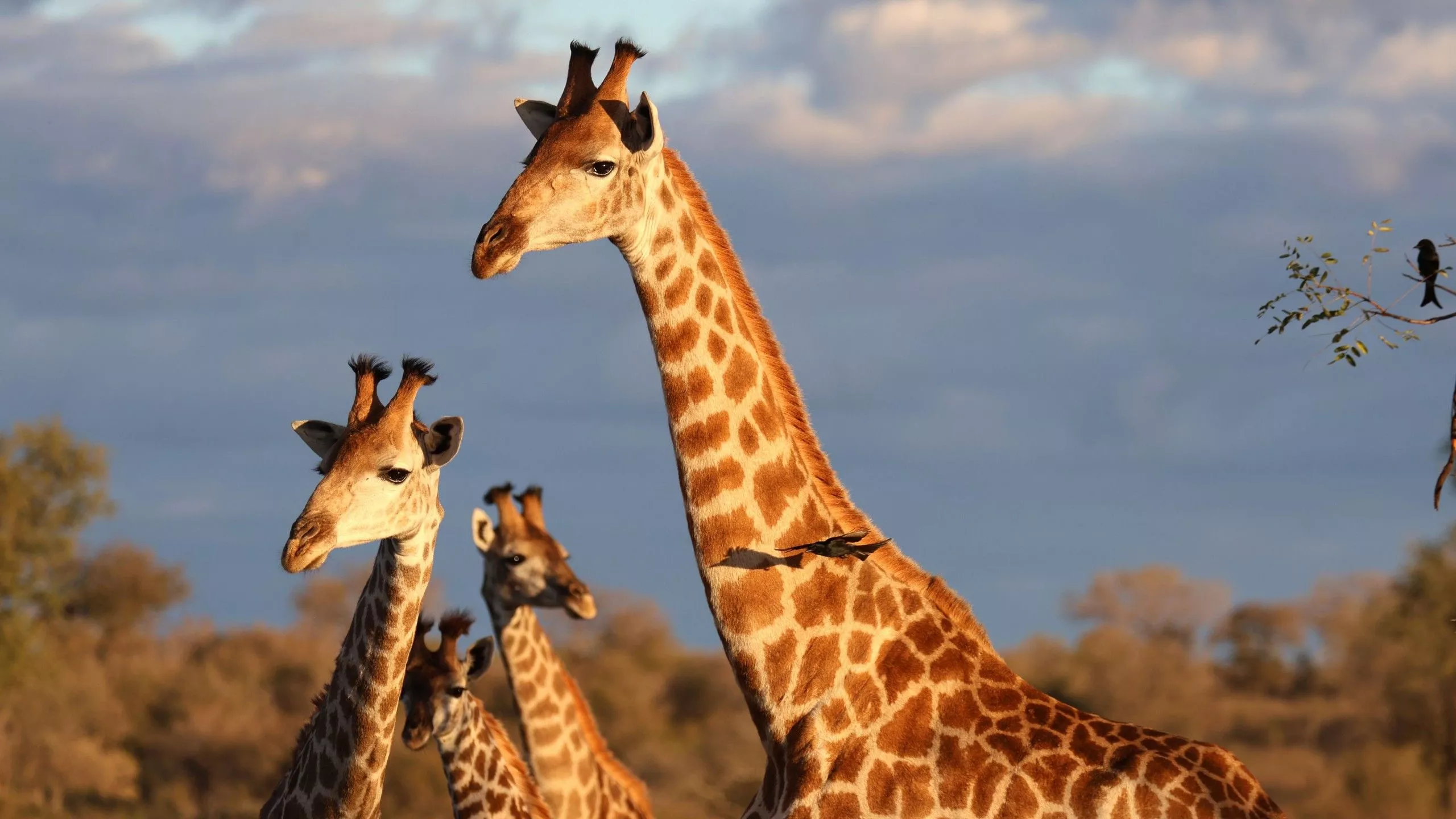 Giraffes 4k Wallpapers Wallpaper Cave