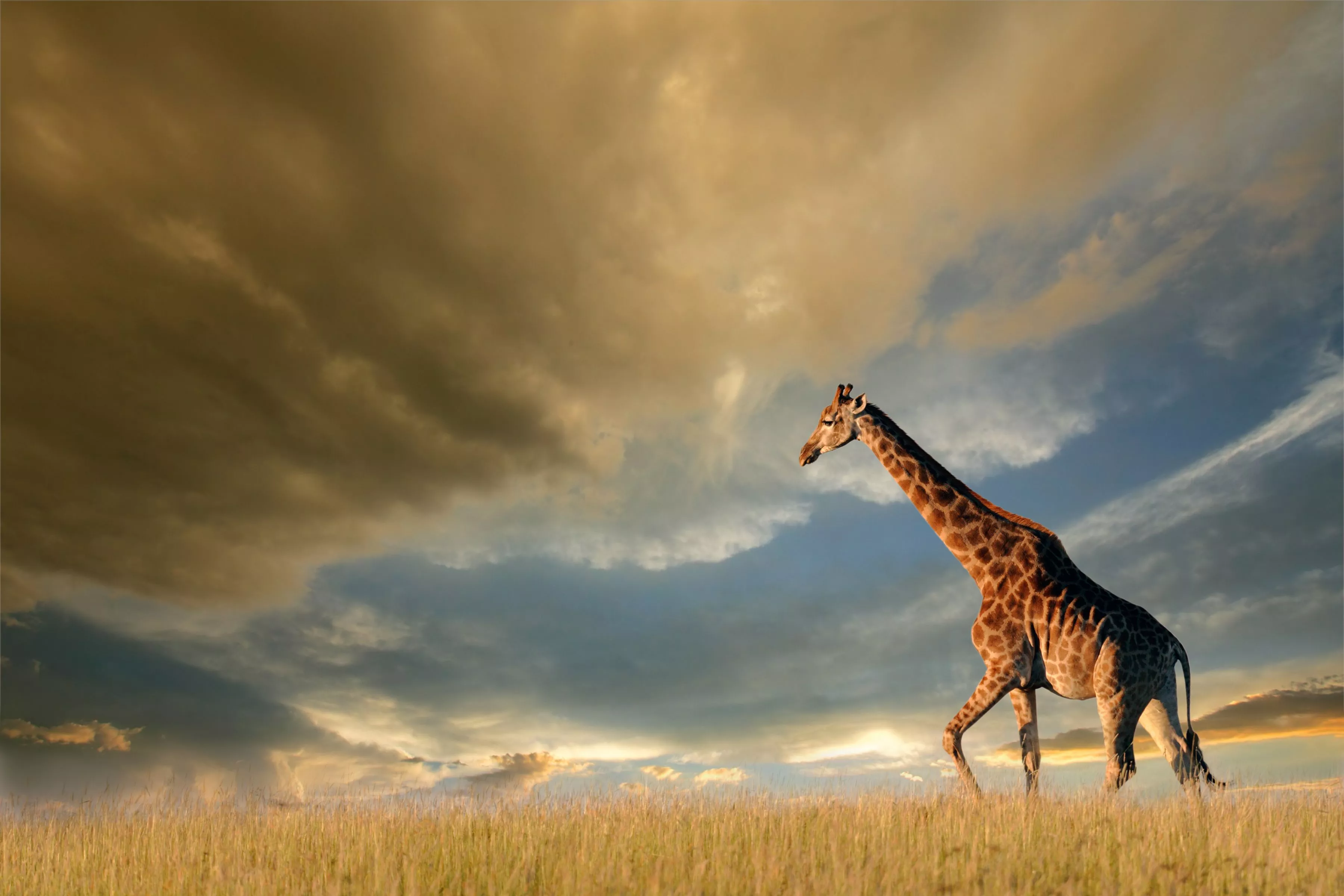 Download Cloud Animal Giraffe HD Wallpaper