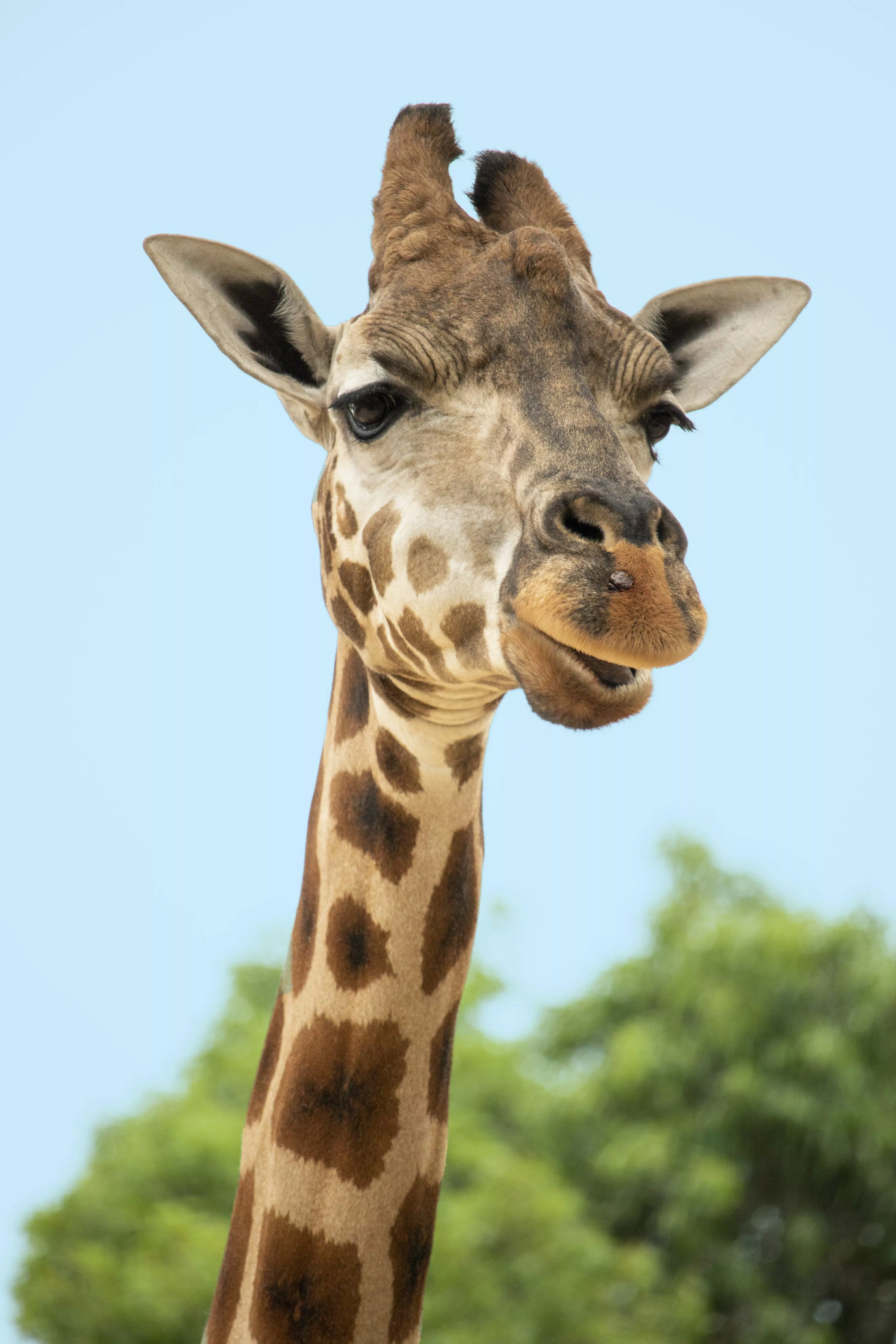 Giraffe Picture [HD]. Download