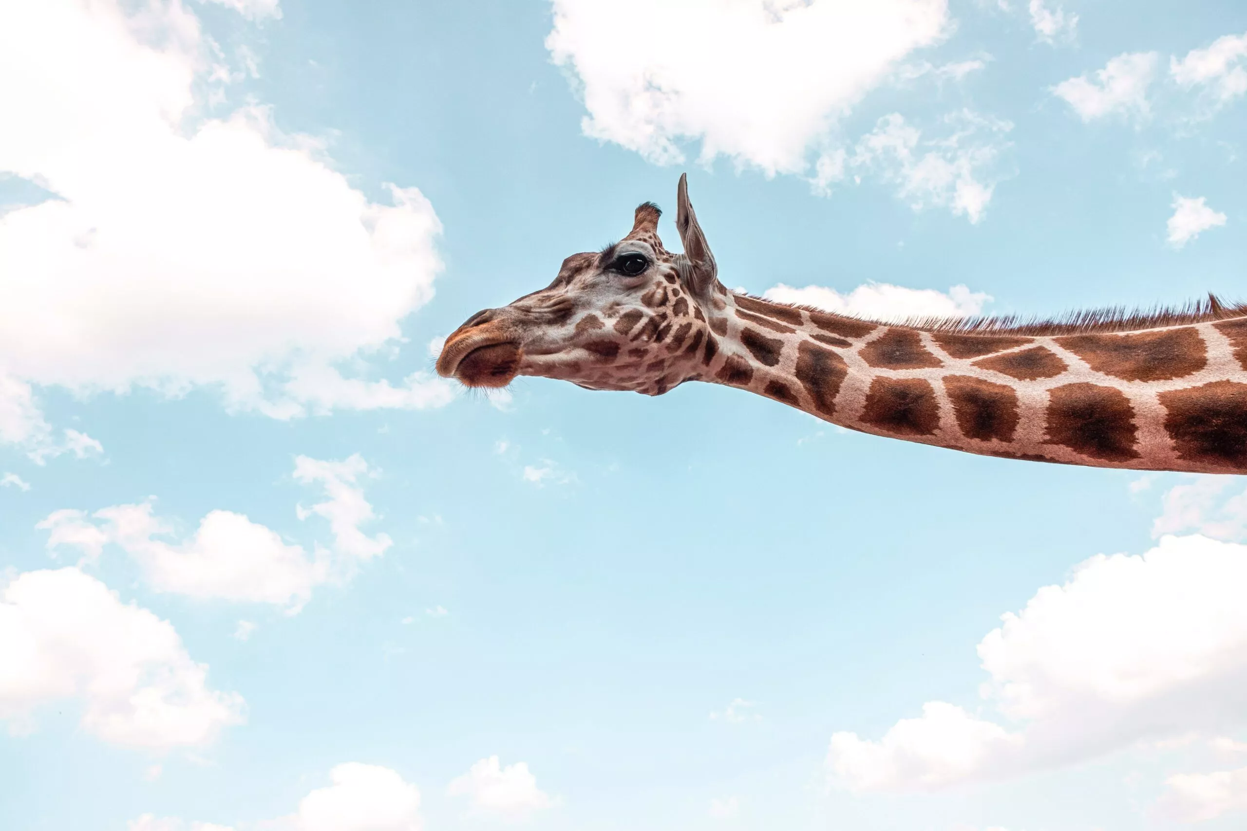 Giraffe Like Mindfulness