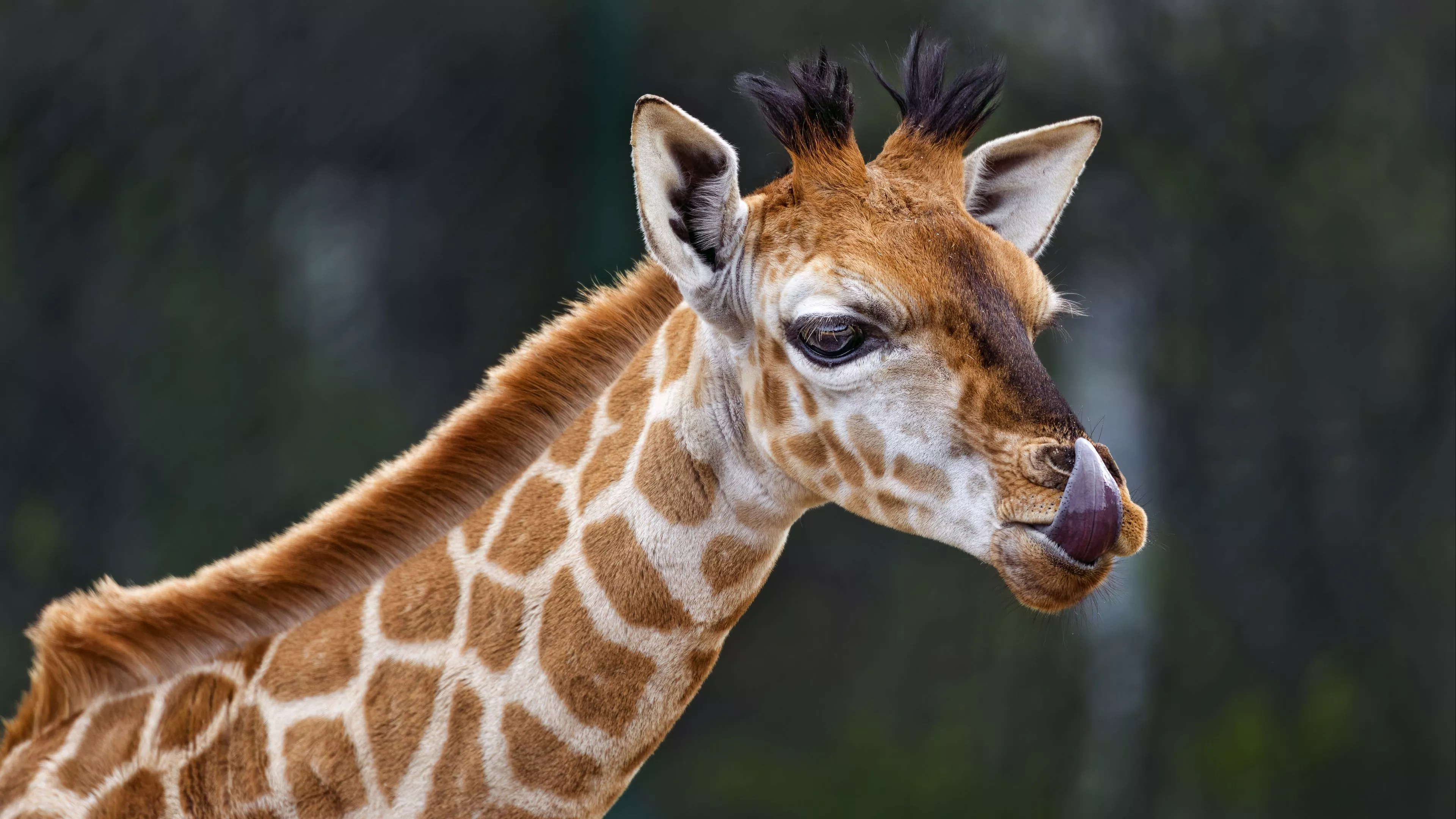 Giraffe Protruding Tongue Animal