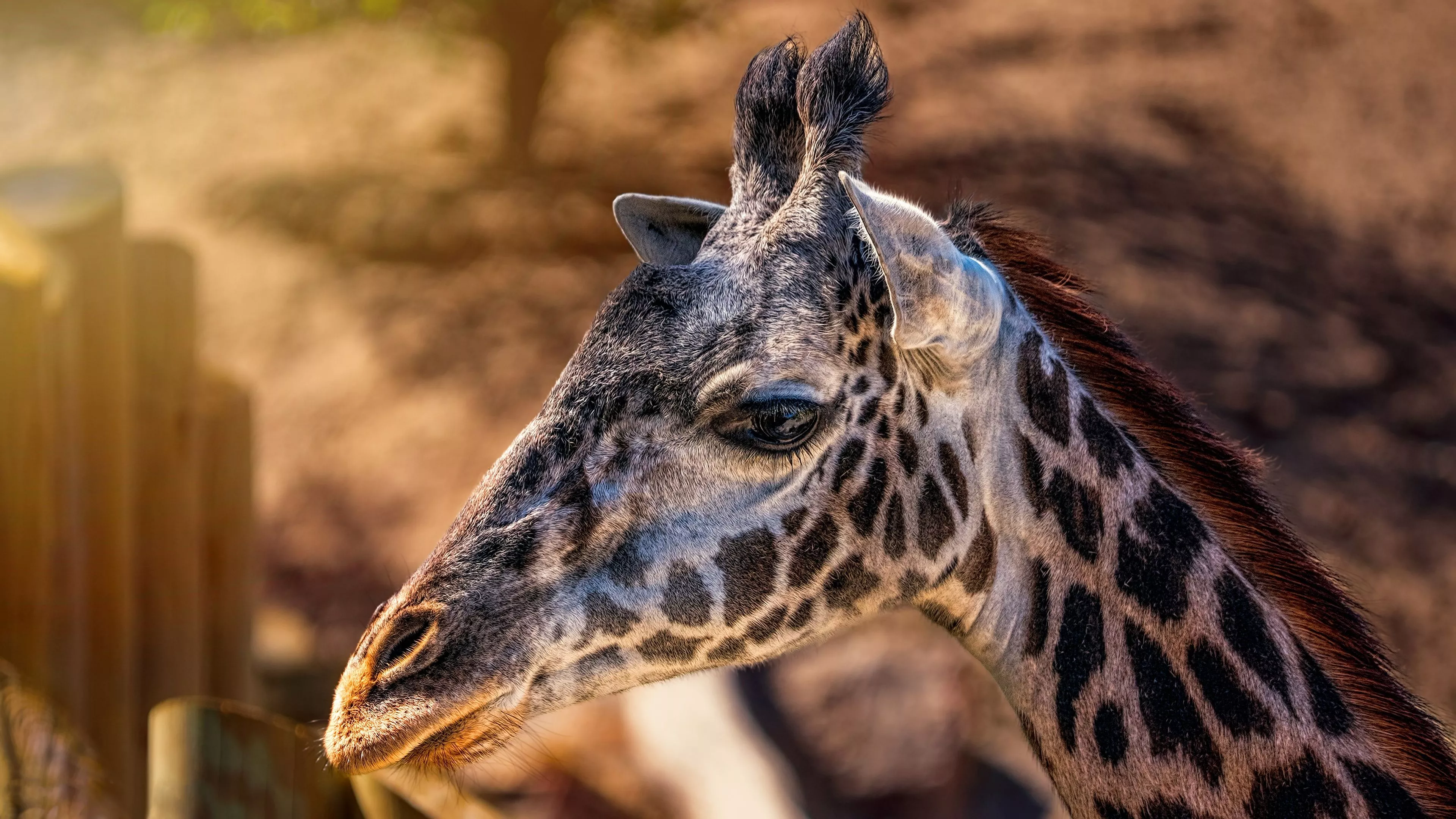 Giraffes Head Closeup 4k Wallpaper, HD