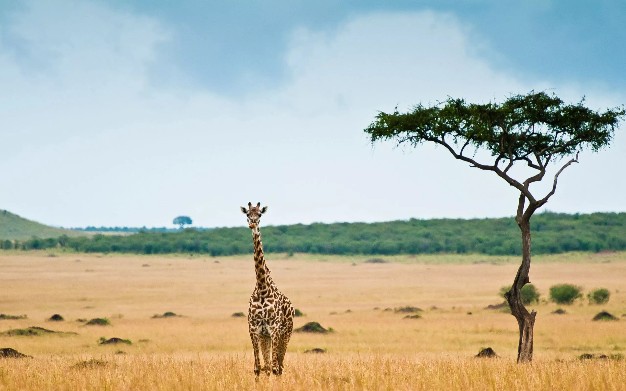 Download Giraffe wallpaper