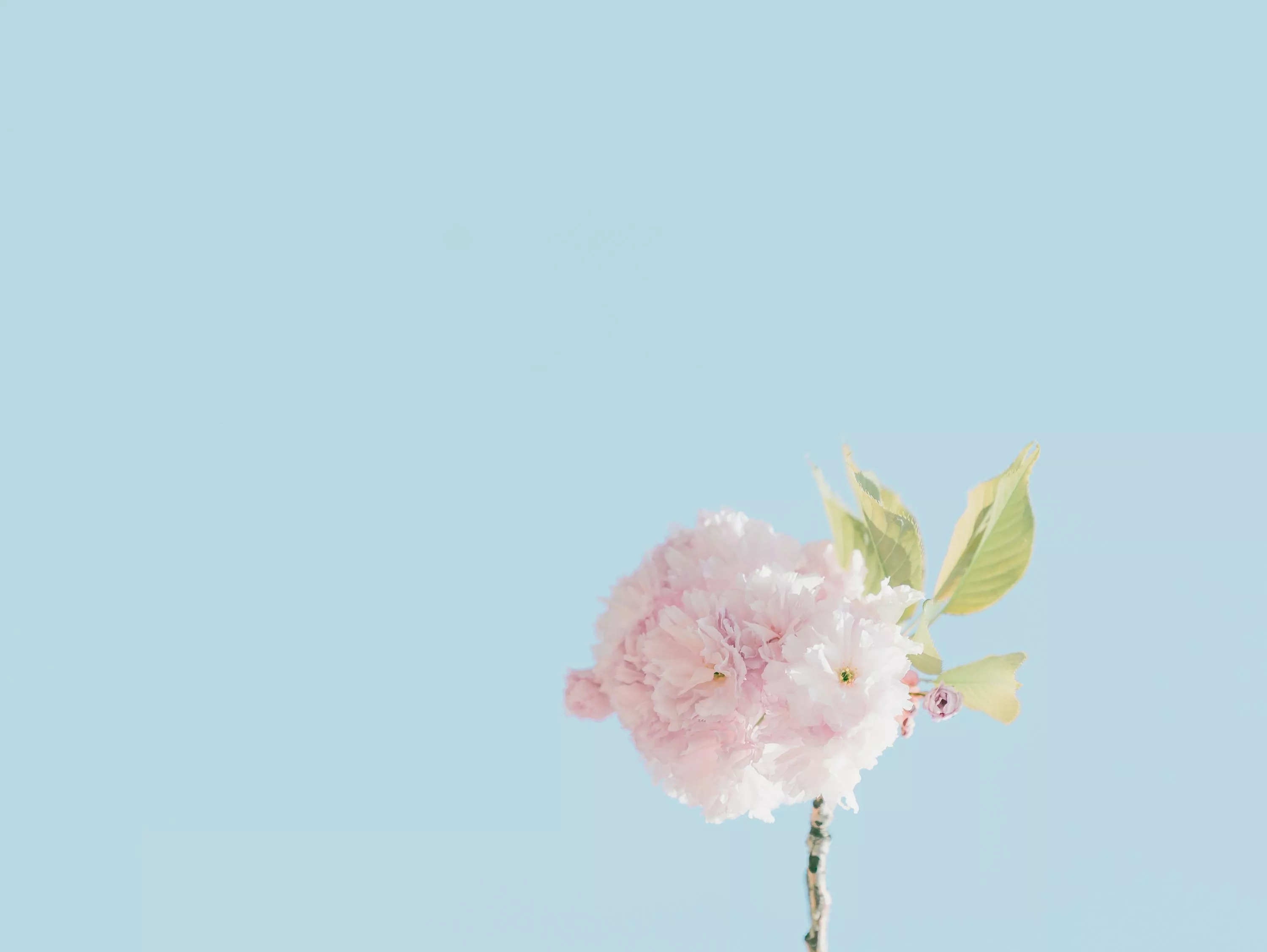 Minimal Pink Picture. Download Free