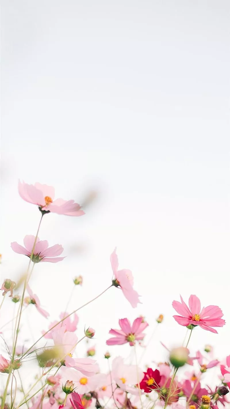 Pink flowers with white background