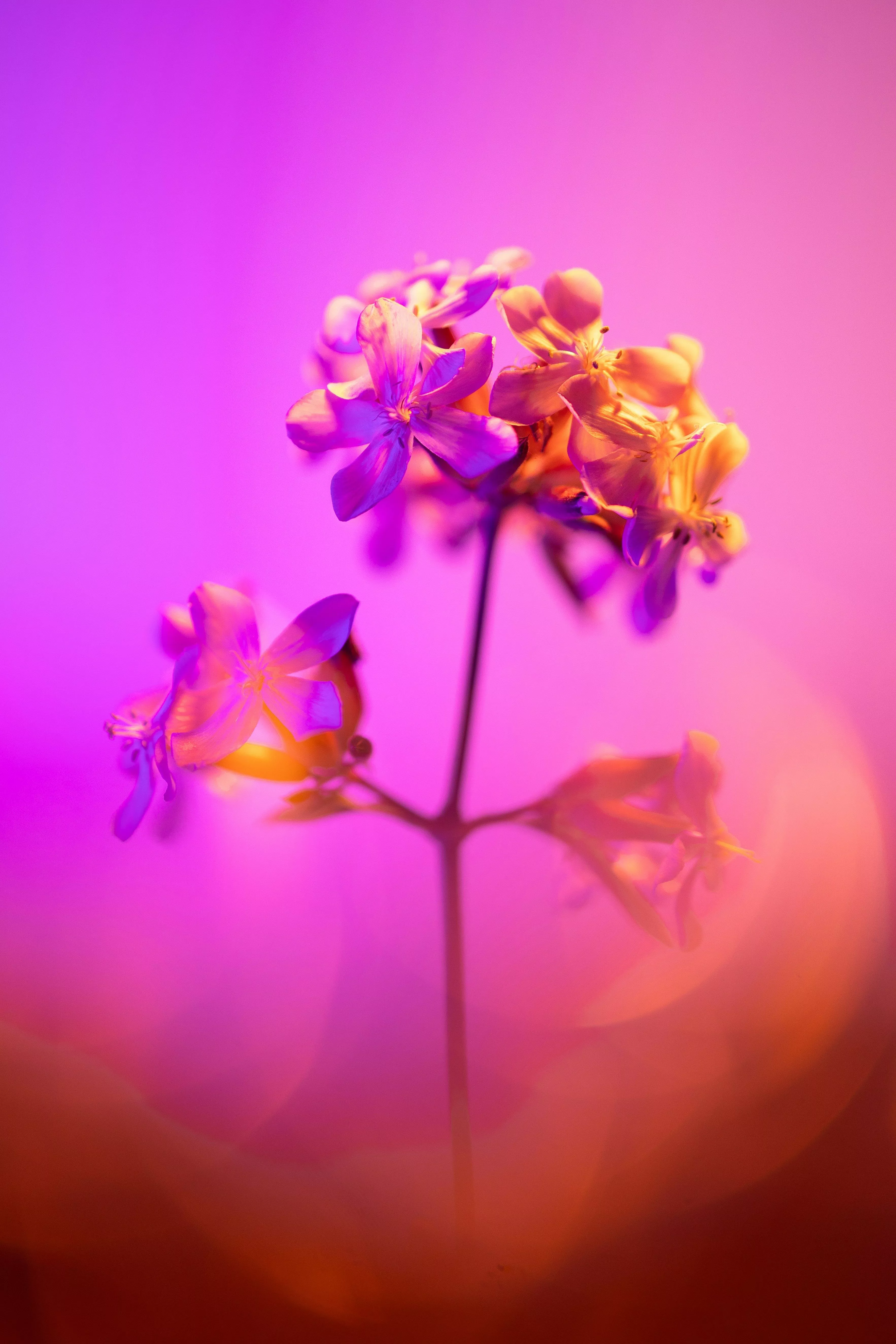 HDR plant and flower iPhone wallpaper pack
