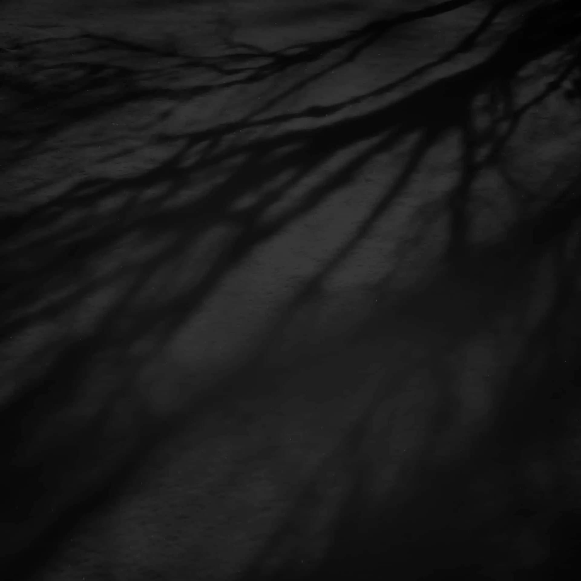 Tree Branch Shadows Dark iPad Wallpaper