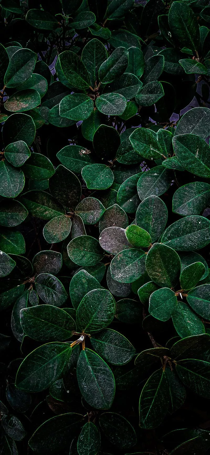 samsung, HD phone wallpaper