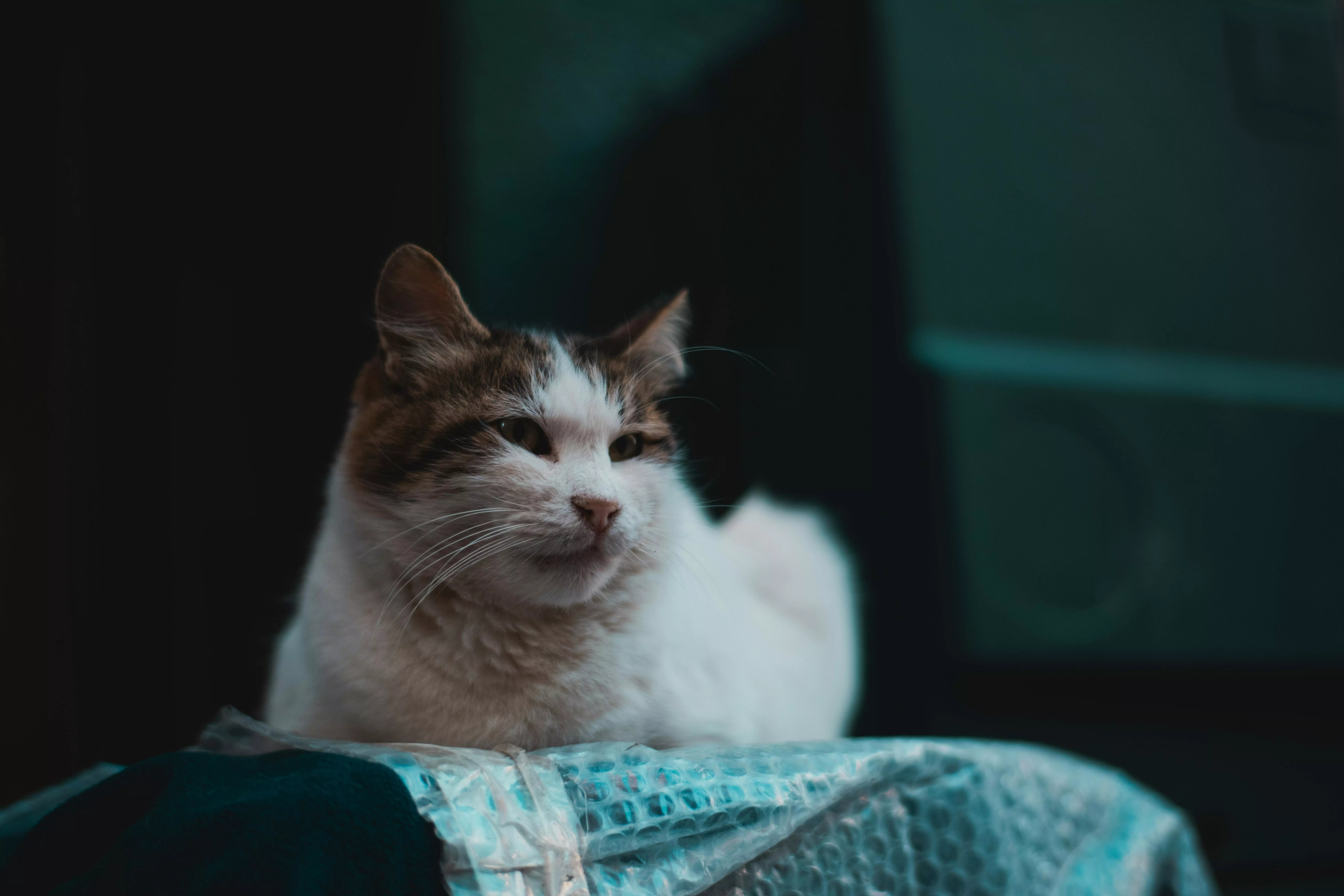 Cat Lying Down · Free