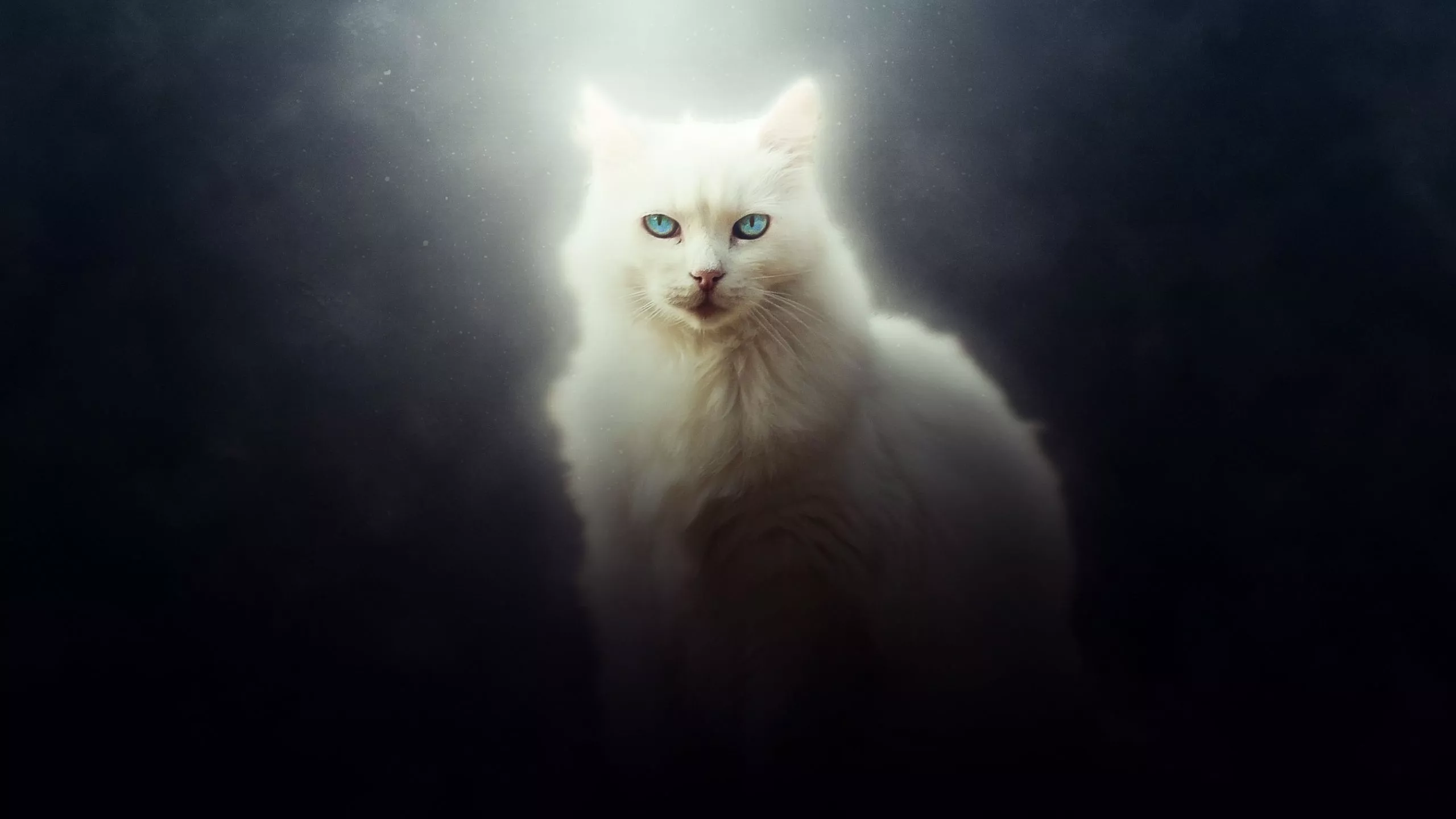 Download wallpaper 2560x1440 cat, white