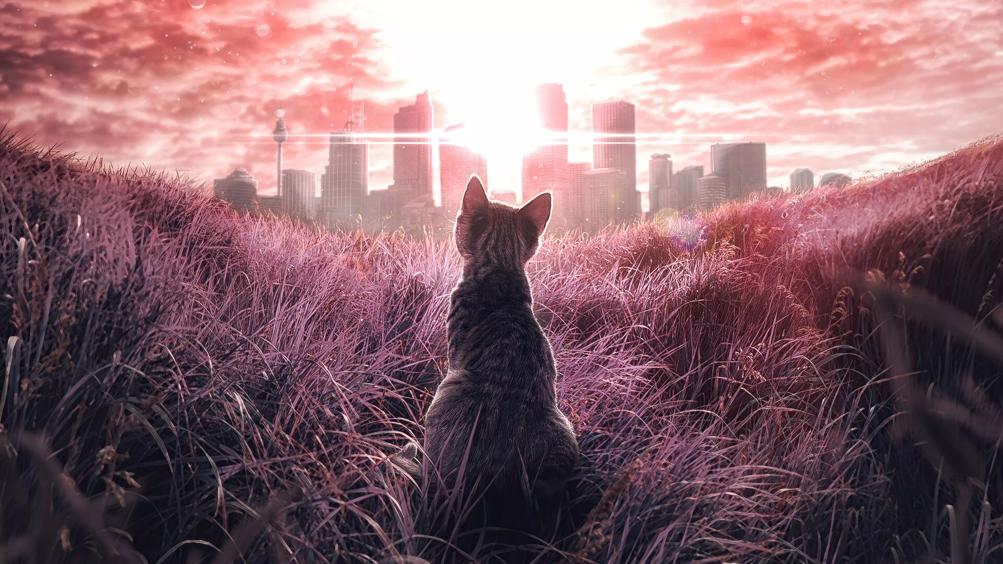 City Cat at Sunset Ultra HD Wallpaper