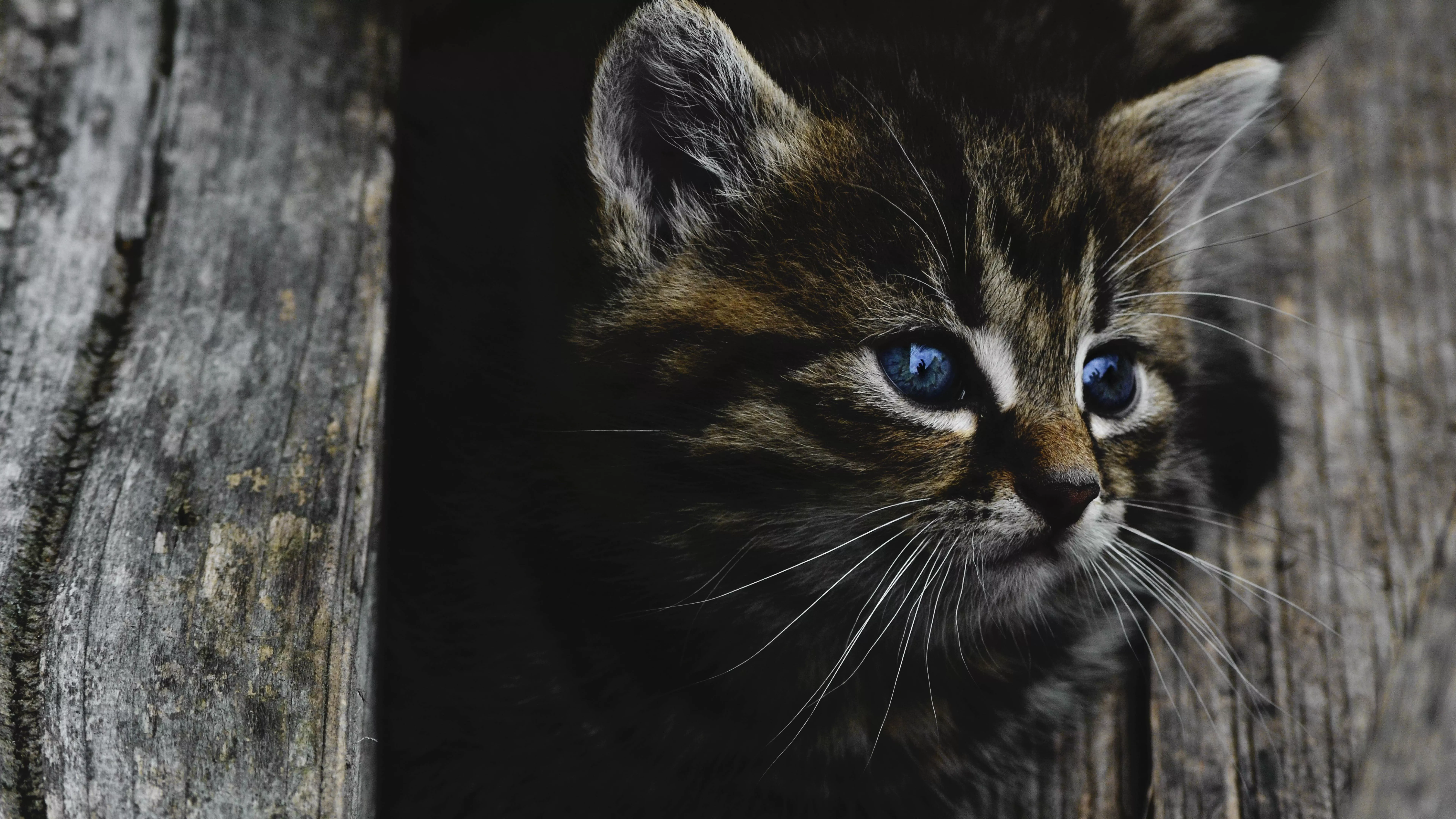 Dark Kitten Wallpaper