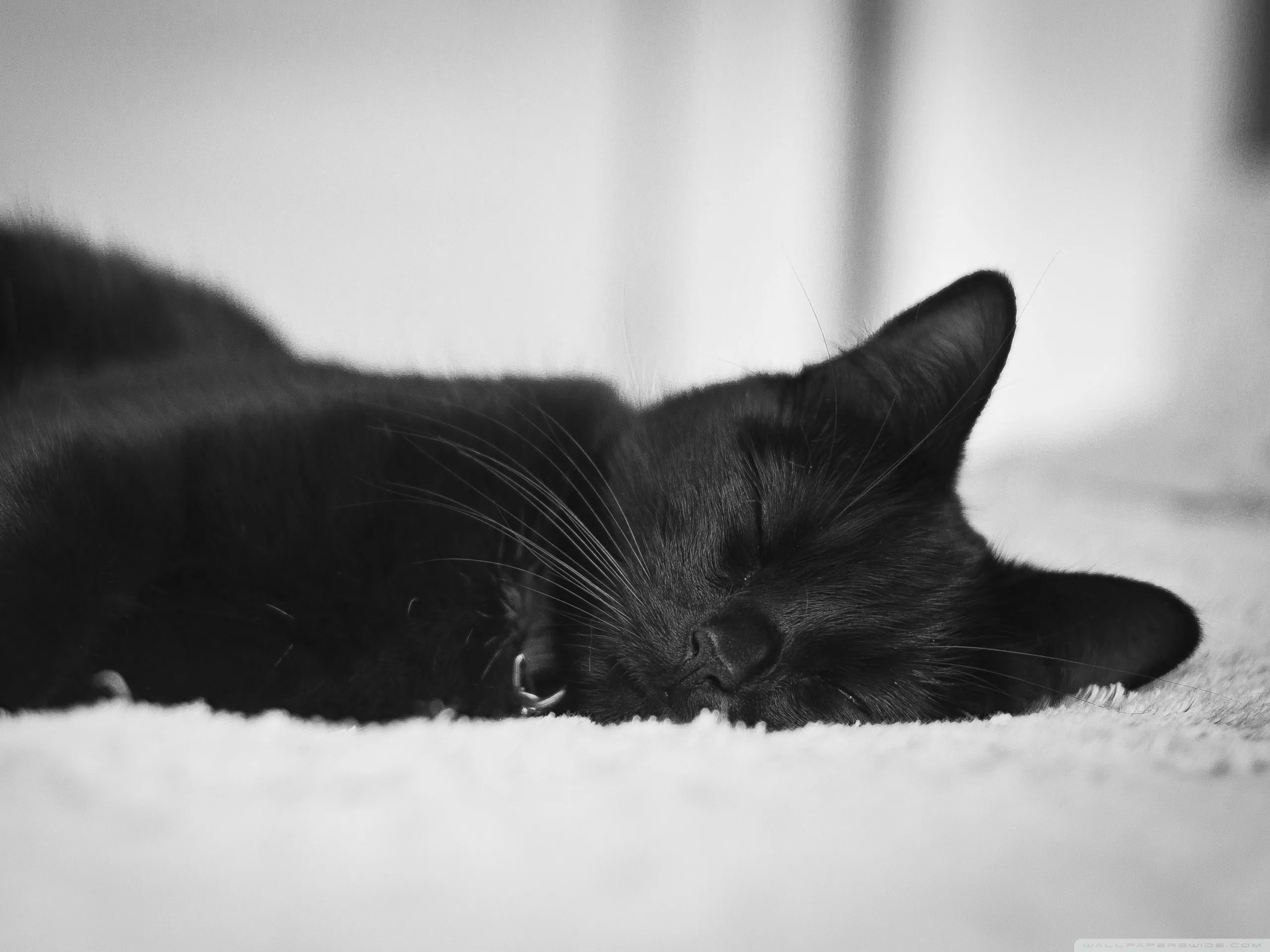 Black Cat Ultra HD Wallpaper for 4K UHD