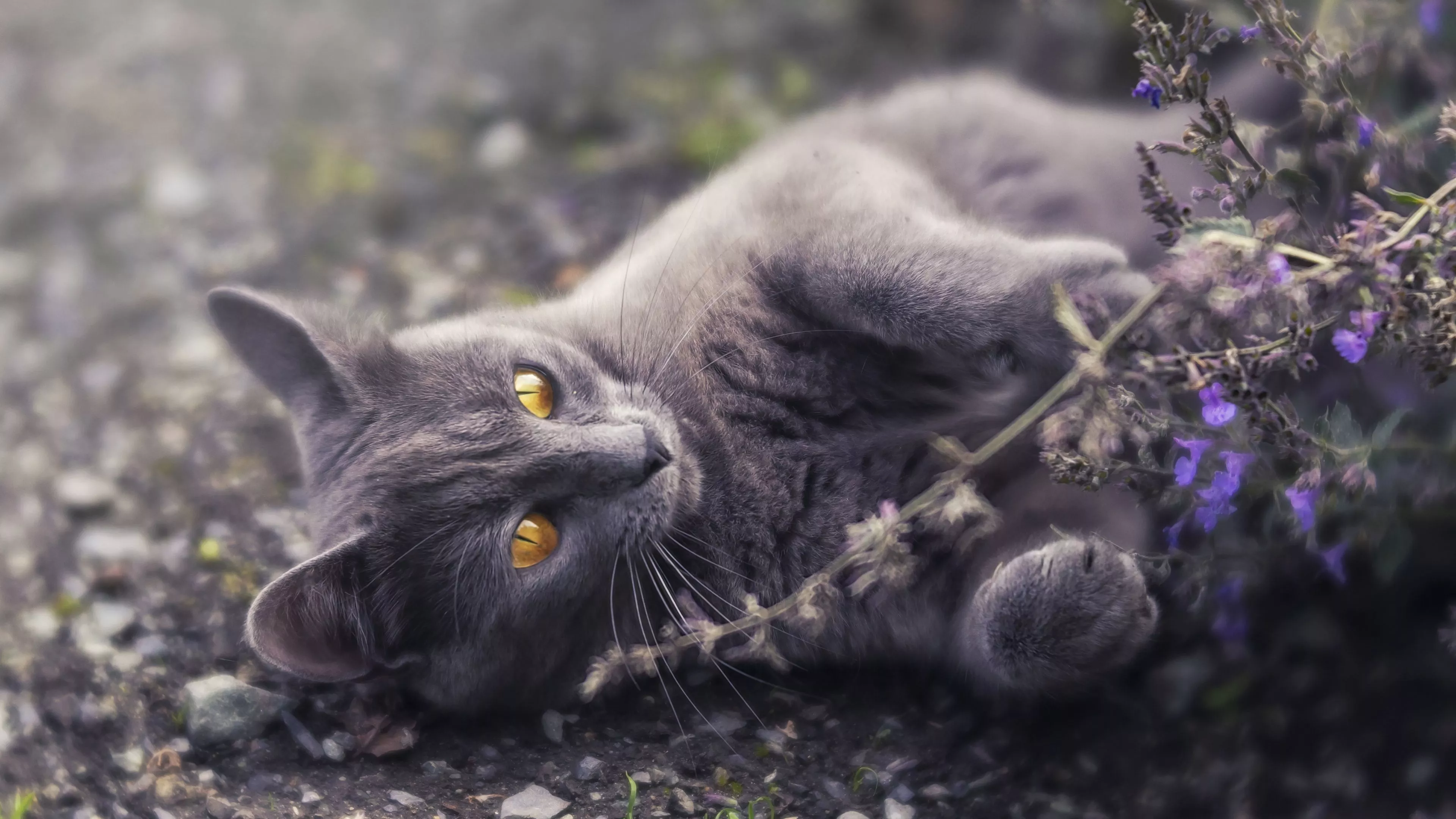 Grey cat Wallpaper 4k HD