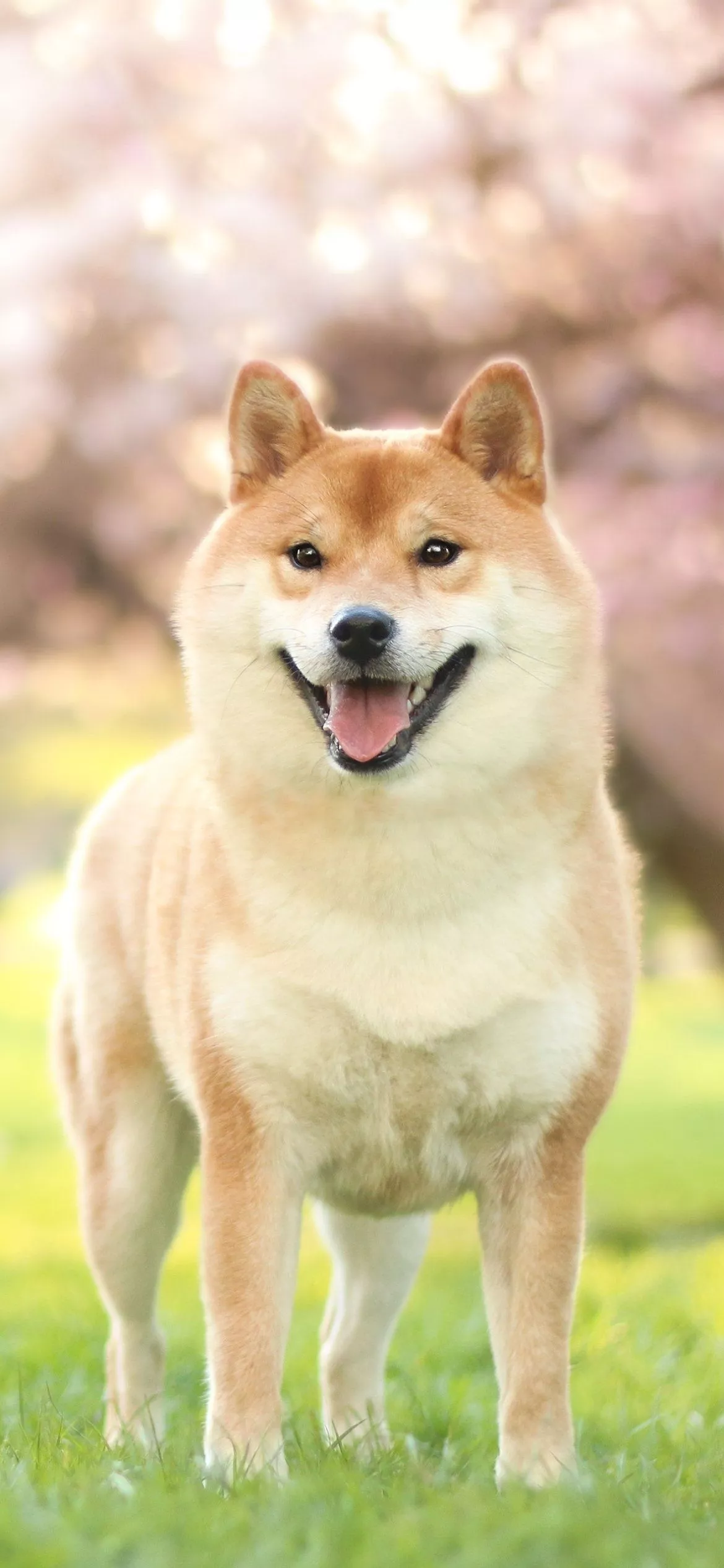 Shiba Inu Phone Wallpaper