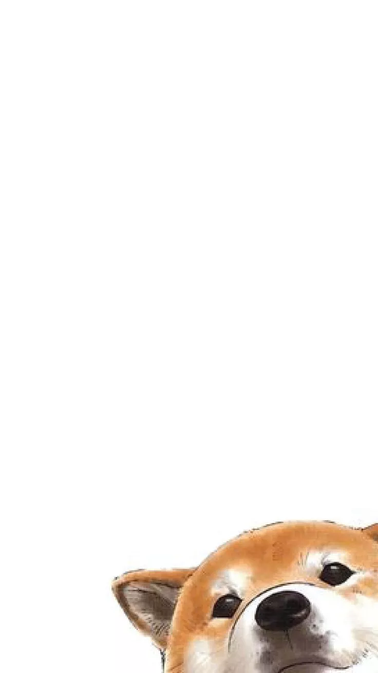 Shiba Inu wallpaper Hintergrundbild für