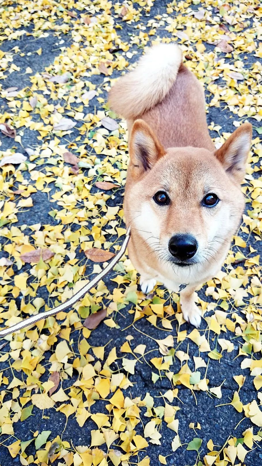 shiba inu, ginkgo biloba, autumn, dog