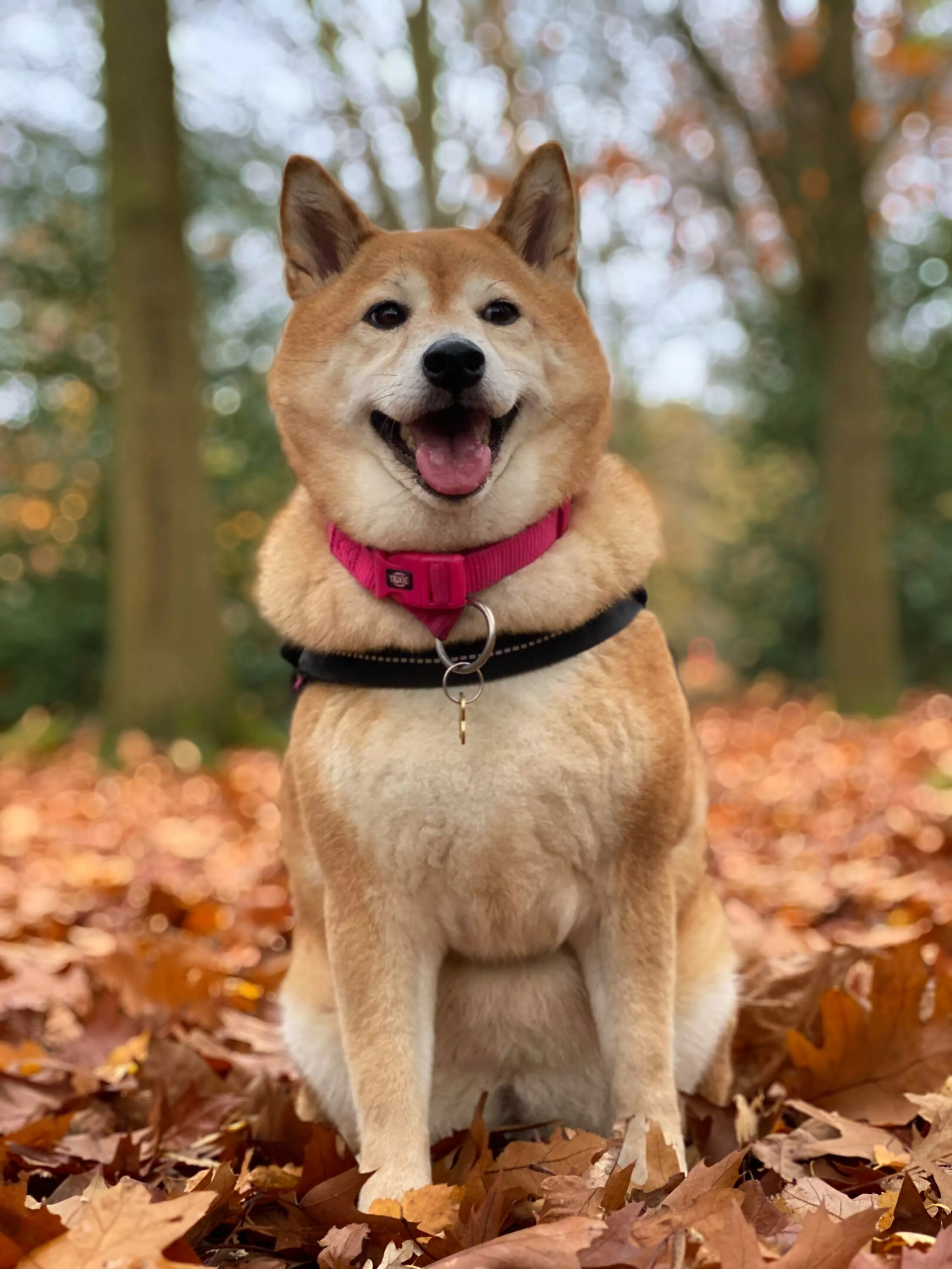 Shiba Inu Picture. Download