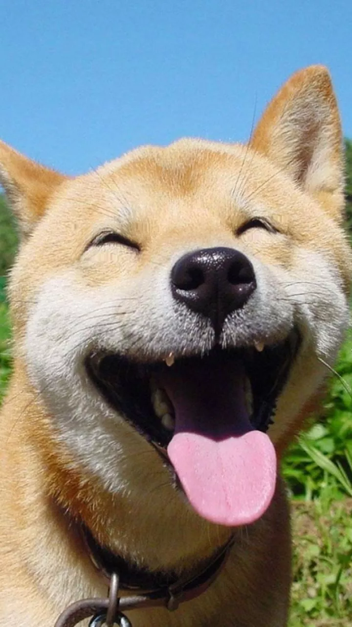 Download Animal Shiba Inu Phone Wallpaper