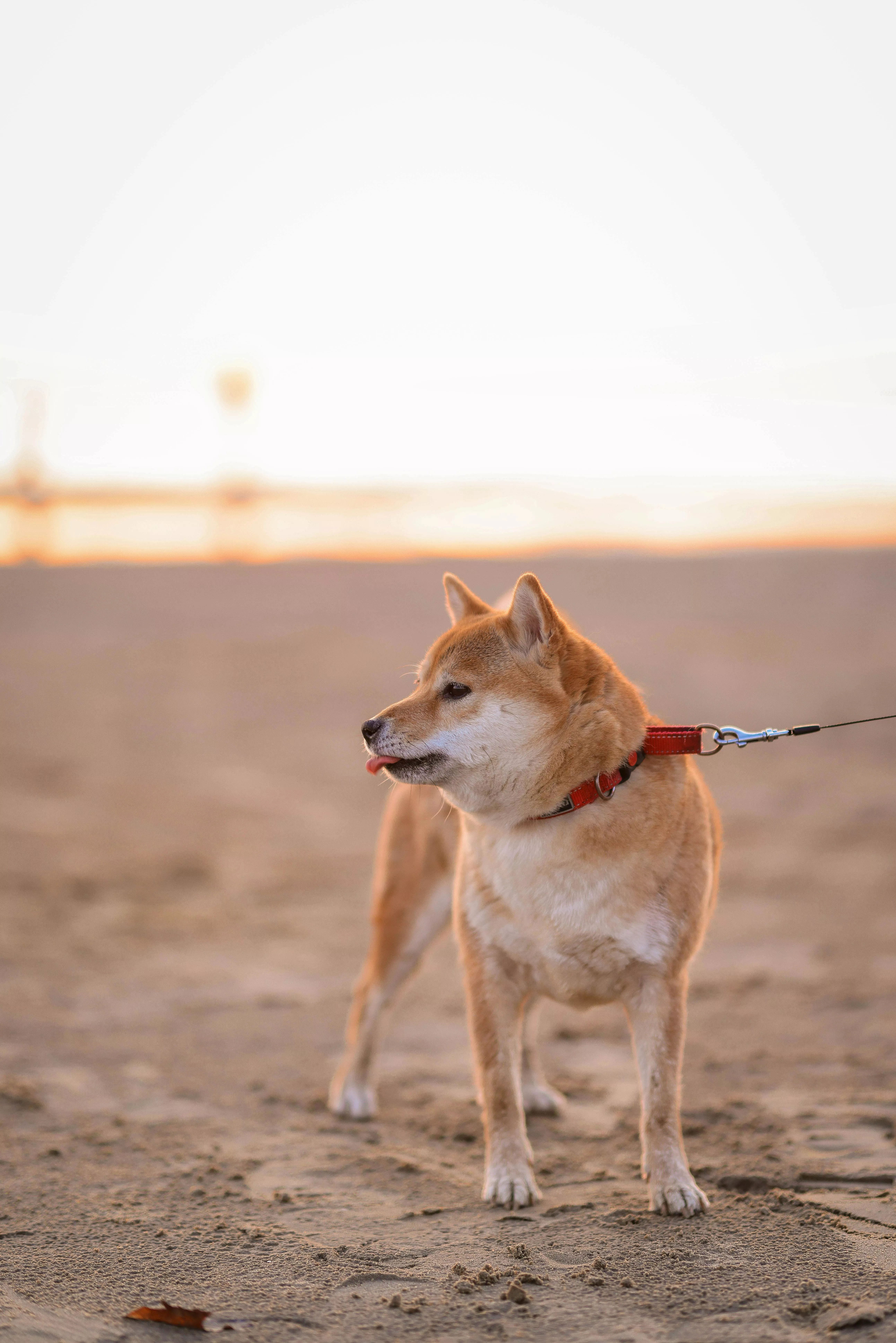 Close Up Shot Of A Shiba Inu · Free