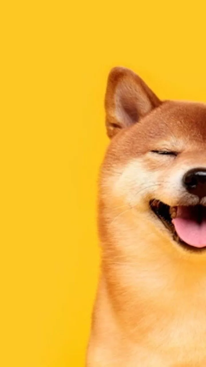industries Shiba Inu will focus on in 2022