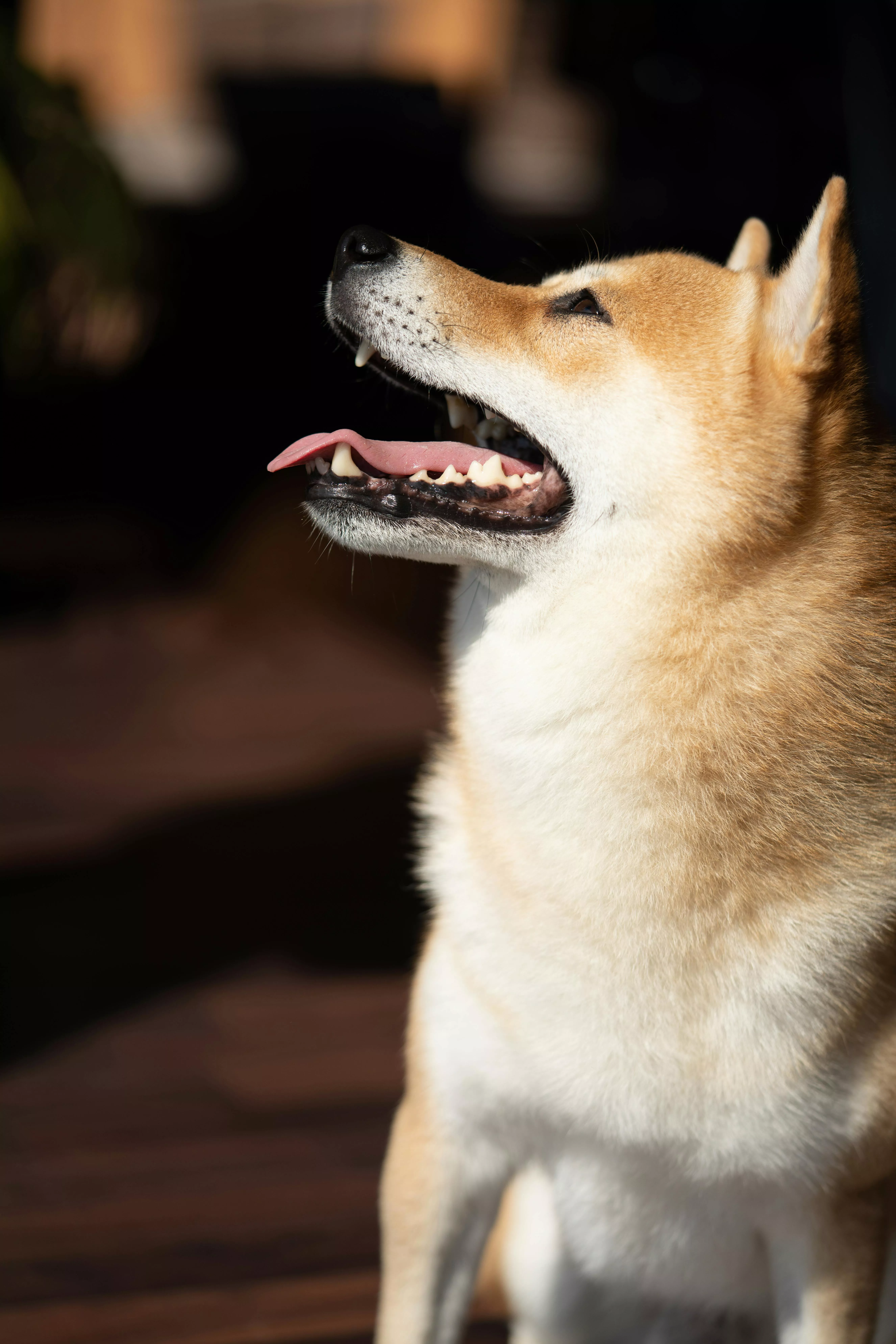 Shiba Inu Looking Up · Free