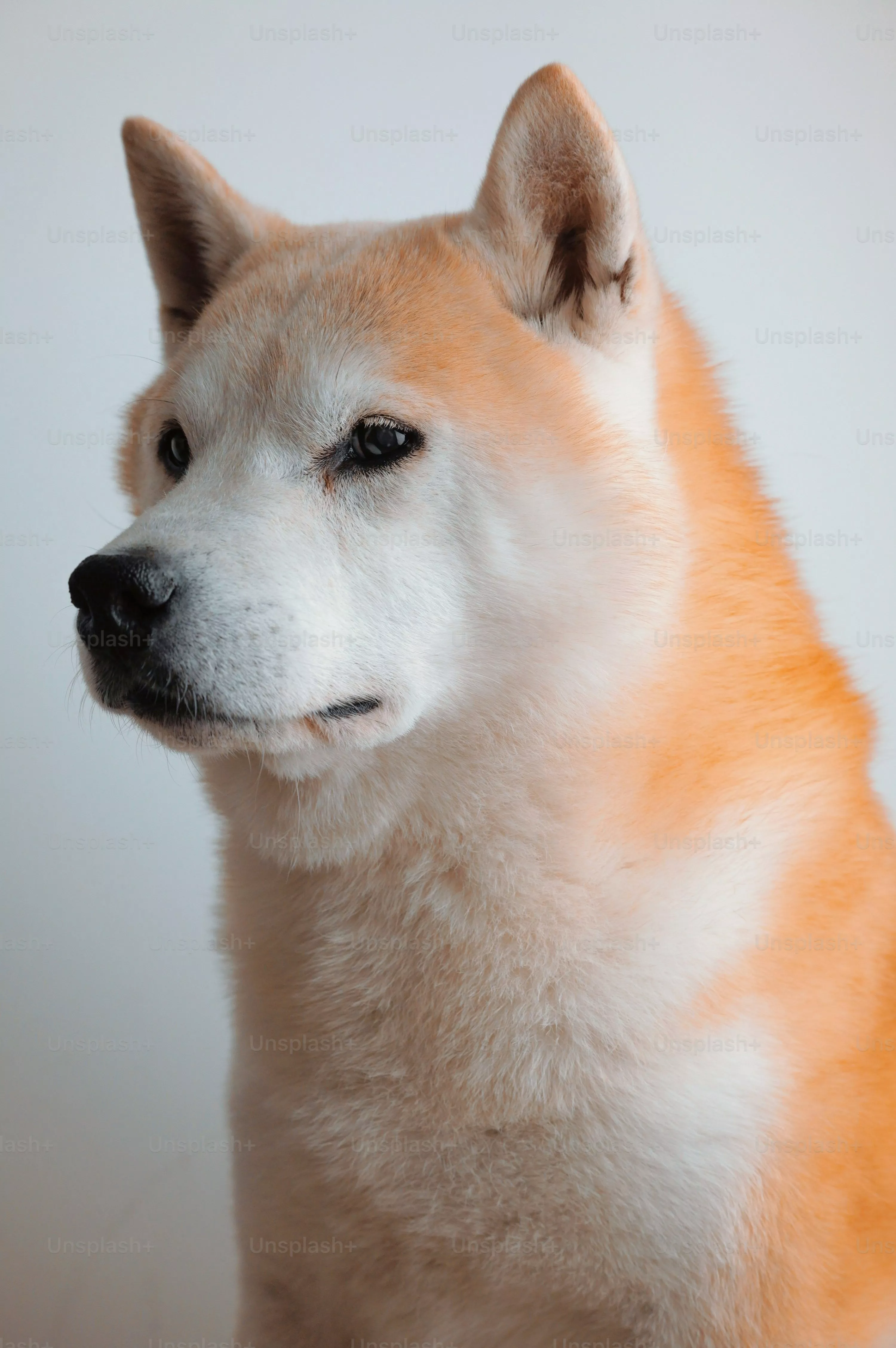 Shiba Inu Picture. Download