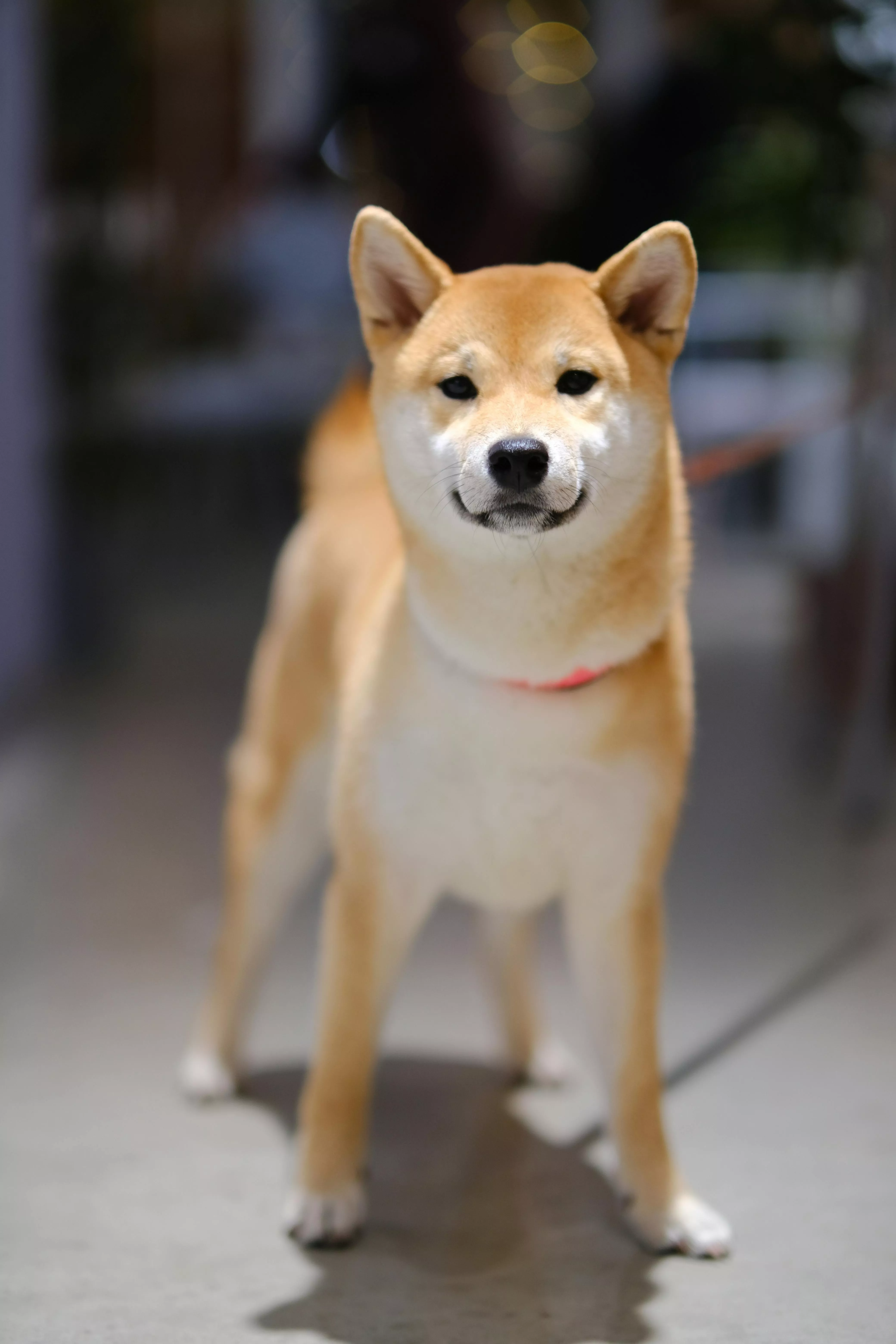 Portrait of a Shiba Dog · Free
