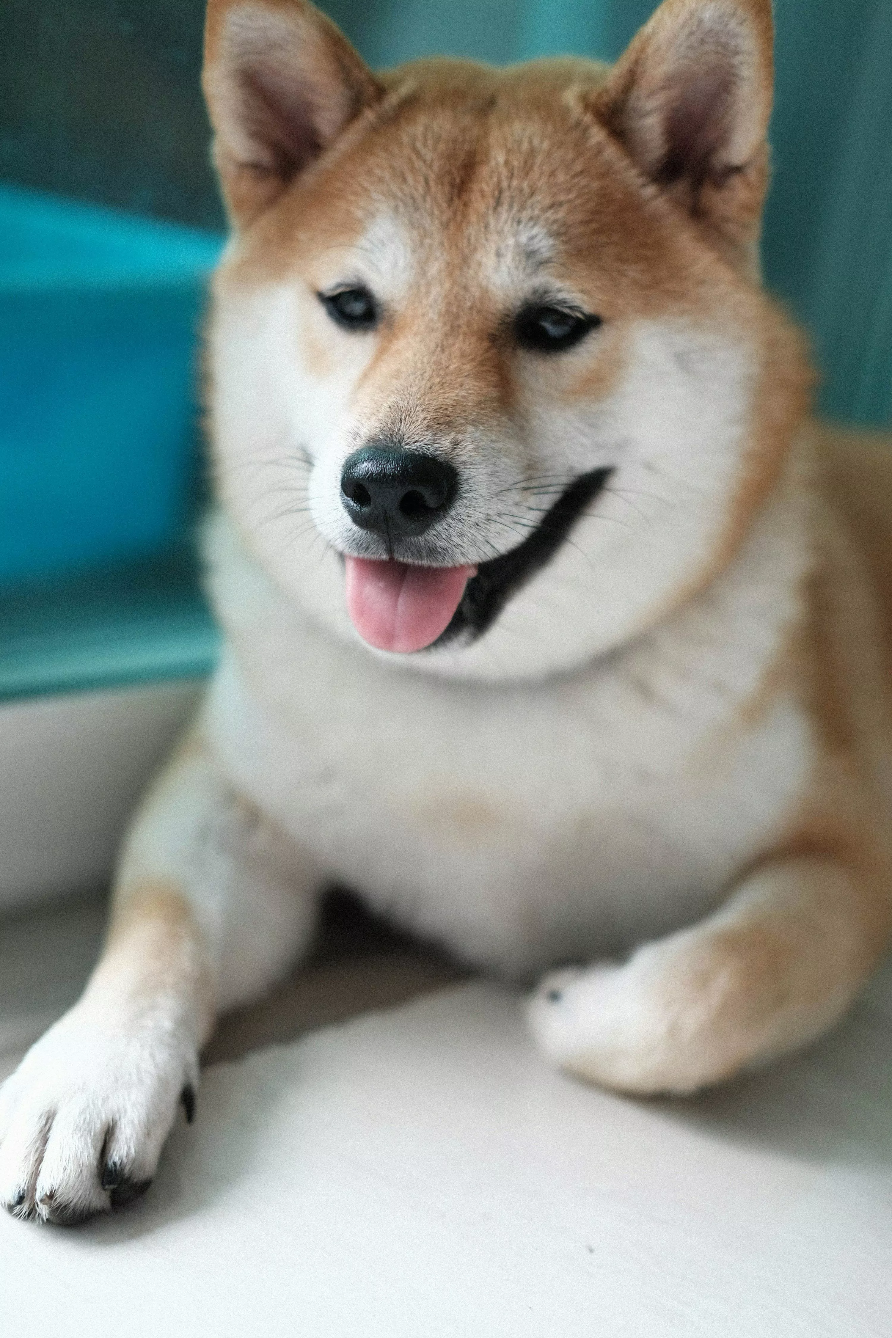 Shiba Inu Picture. Download