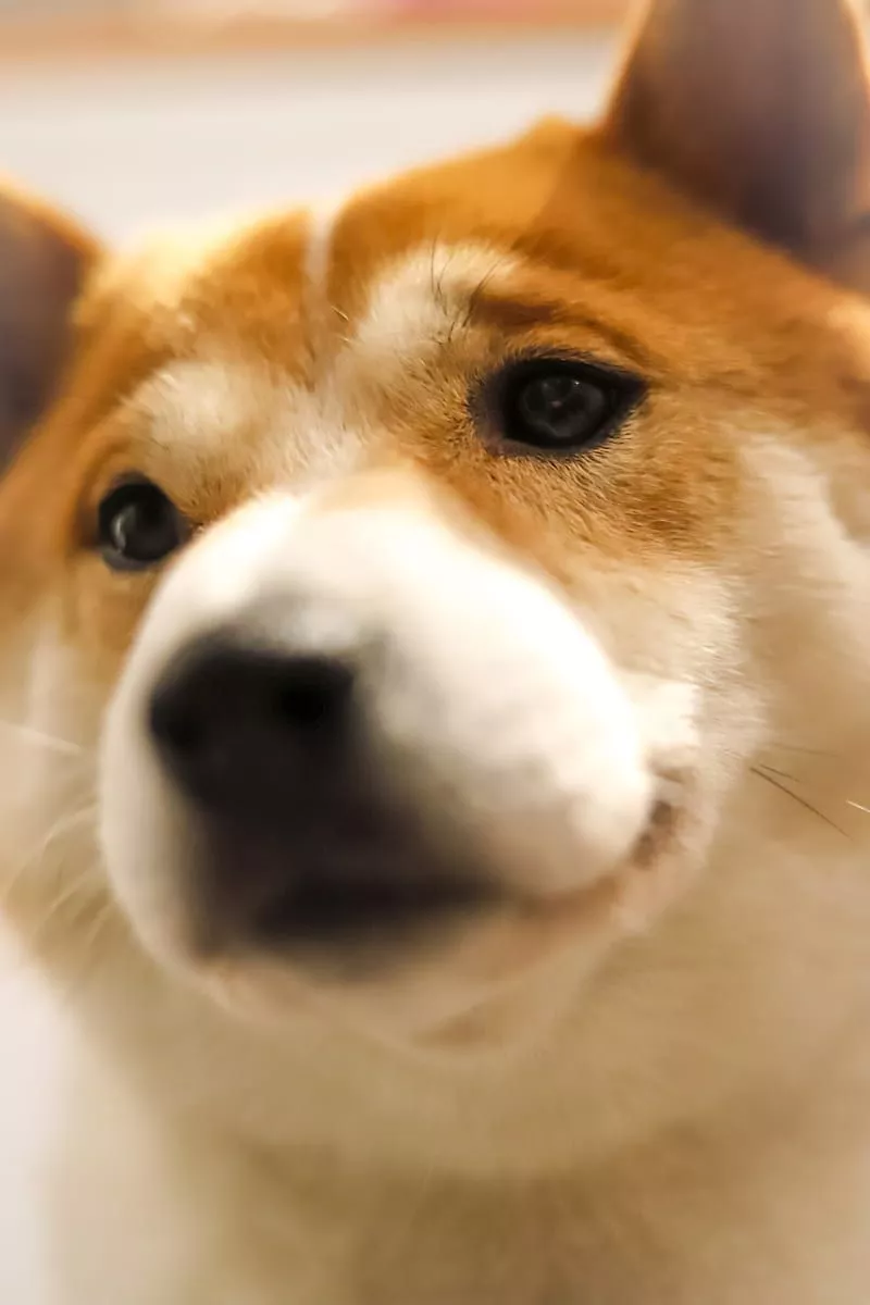 Shiba inu cute nose, dog, white, snow